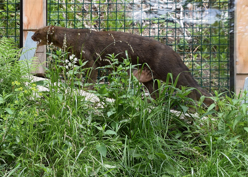 Kernhof-Zoo-22052020-(50) - Cephalantera longifolia - Schmalblatt-Waldvögelein und Jaguarundi - Puma yagouaroundi.JPG