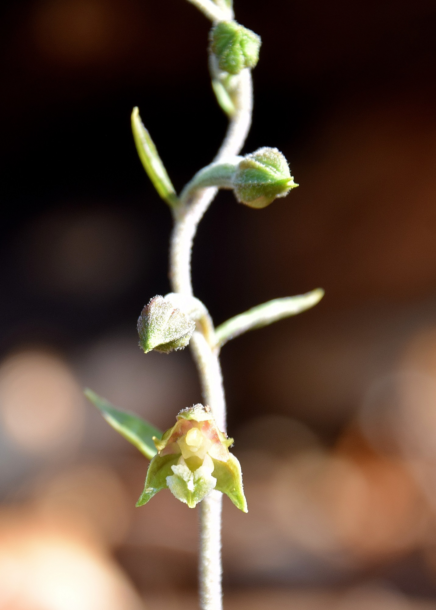 Wien 23 - Rodaun -24052020-(17) - Epipactis microphylla - Kleinblatt-Ständelwurz.JPG