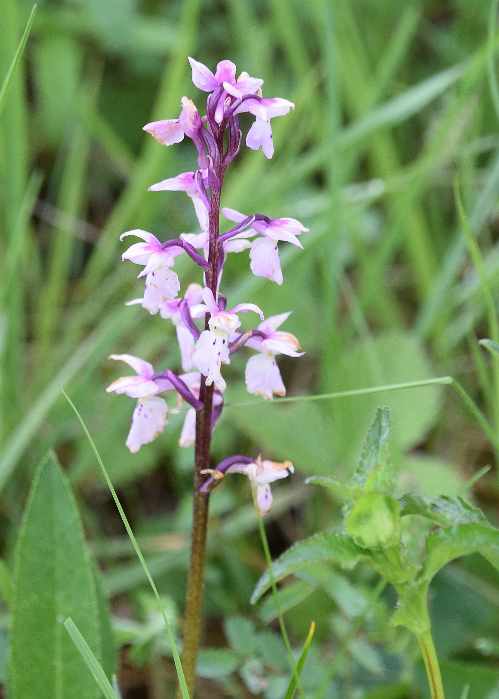 Kaltenleutgeben - 24052020-(9) - Orchis mascula ssp. speciosa - Prächtiges Manns-Knabenkraut - Kopie.JPG