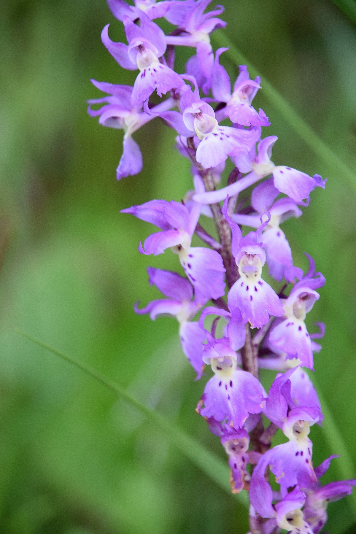 Kaltenleutgeben - 24052020-(10) - Orchis mascula ssp. speciosa - Prächtiges Manns-Knabenkraut.JPG