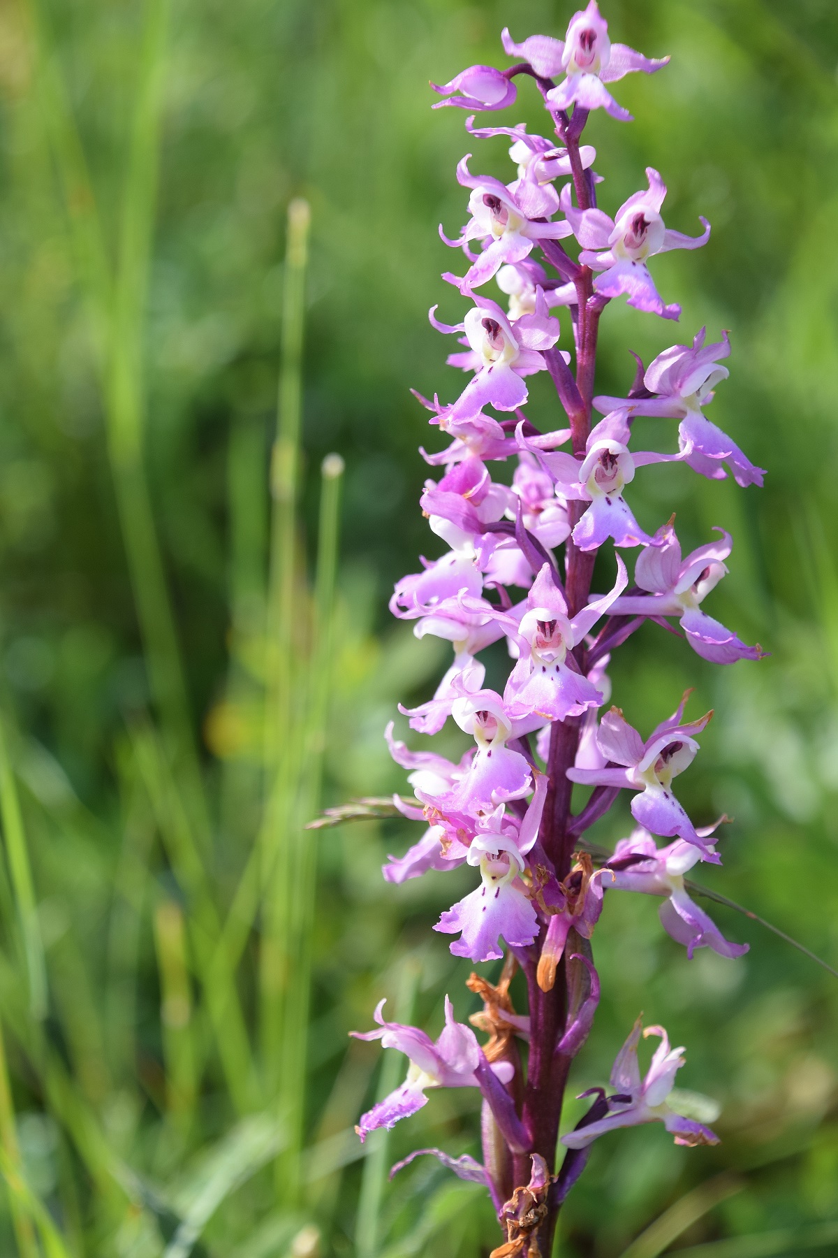 Kaltenleutgeben - 24052020-(12) - Orchis mascula ssp. speciosa - Prächtiges Manns-Knabenkraut.JPG