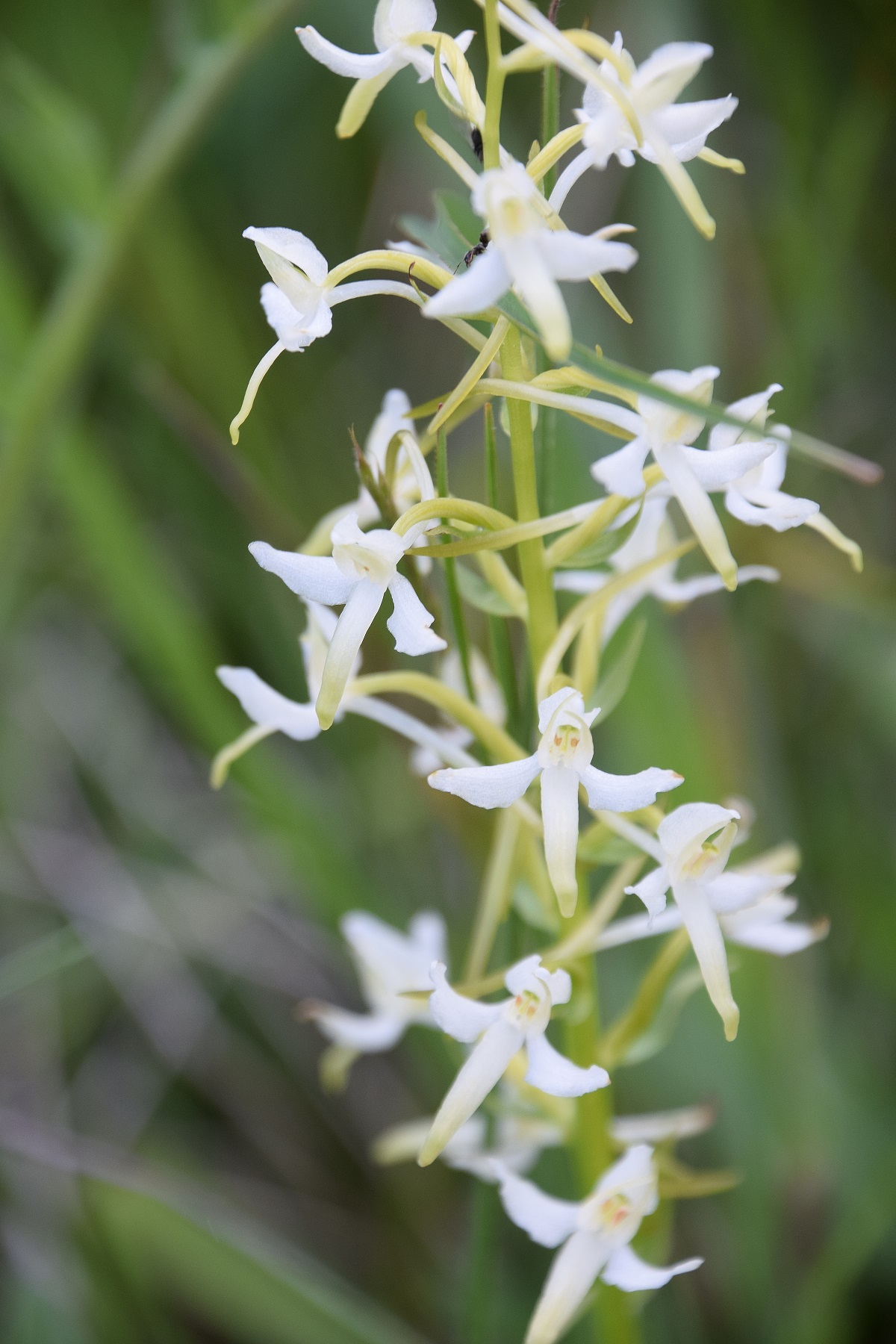 Kaltenleutgeben-24052020-(26) - Platanthera bifolia - Weiß-Waldhyazinthe.JPG