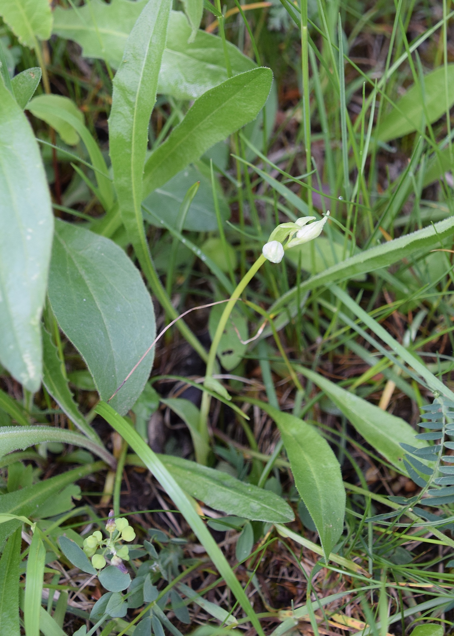 Kaltenleutgeben -24052020-(28) - Ophrys holoserica - Hummel-Ragwurz.JPG