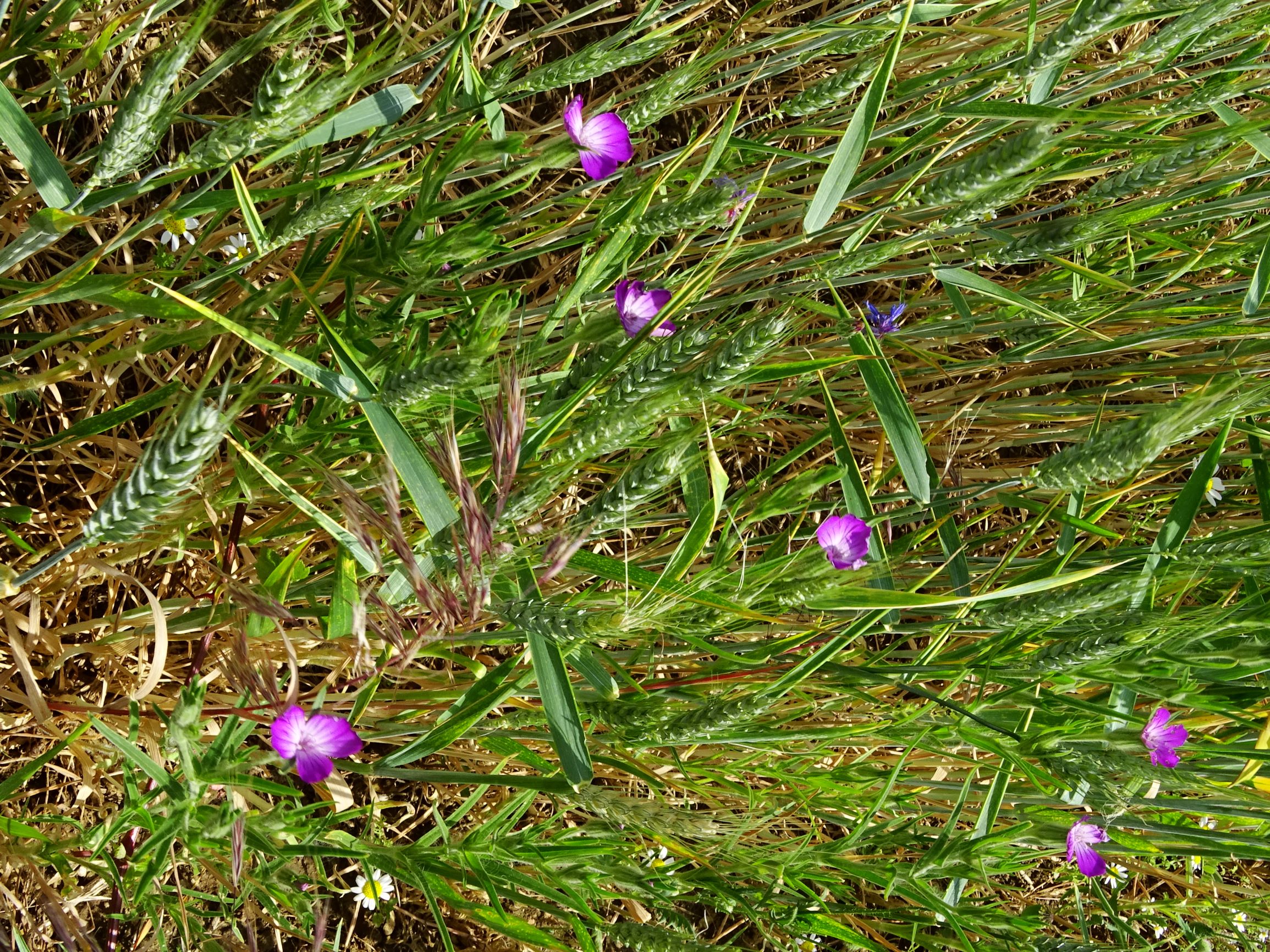 DSC09165 berg agrostemma githago.JPG