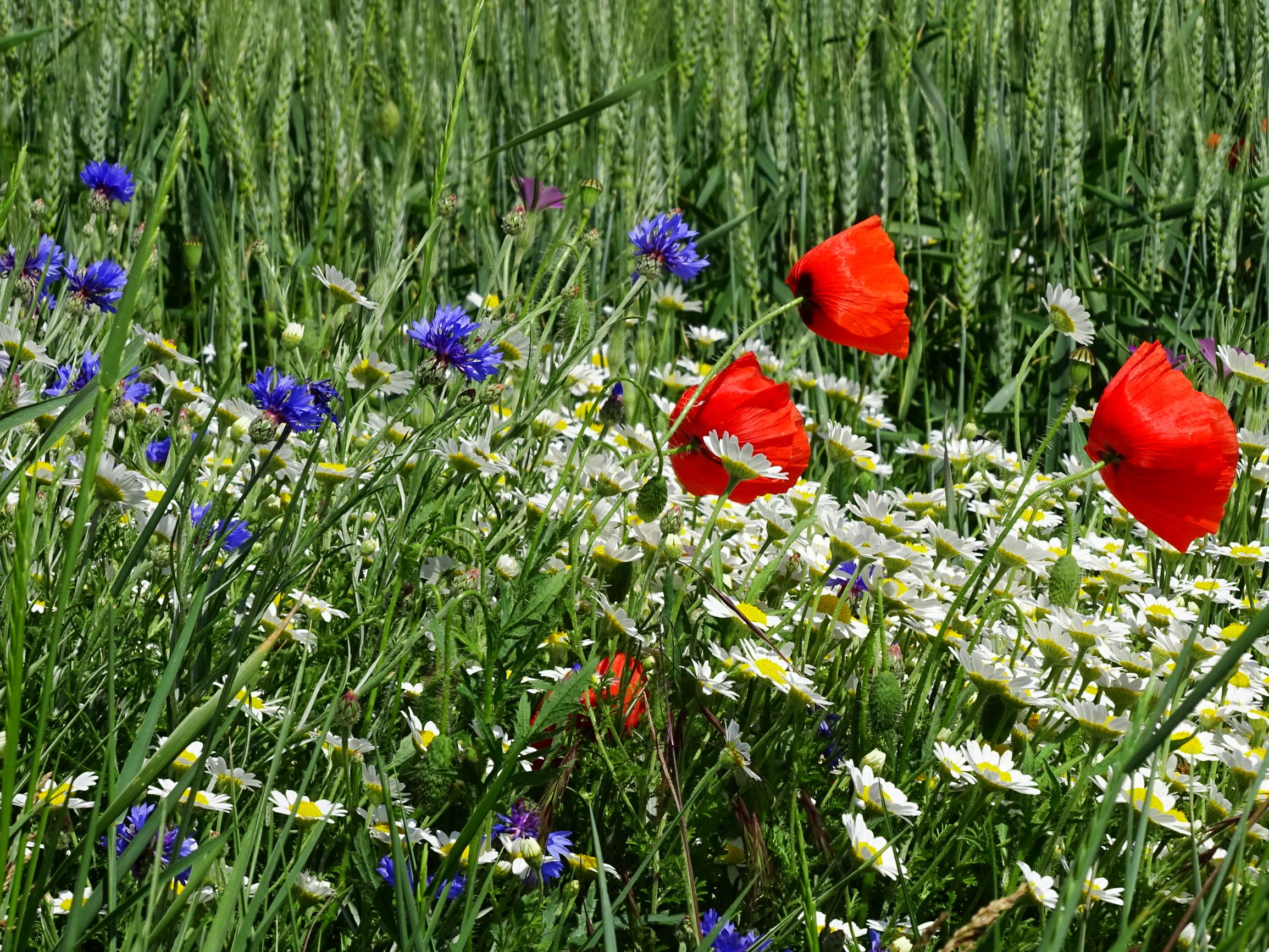 DSC09247 berg papaver rhoeas, anthemis austriaca, cyanus segetum, agrostemma githago.JPG