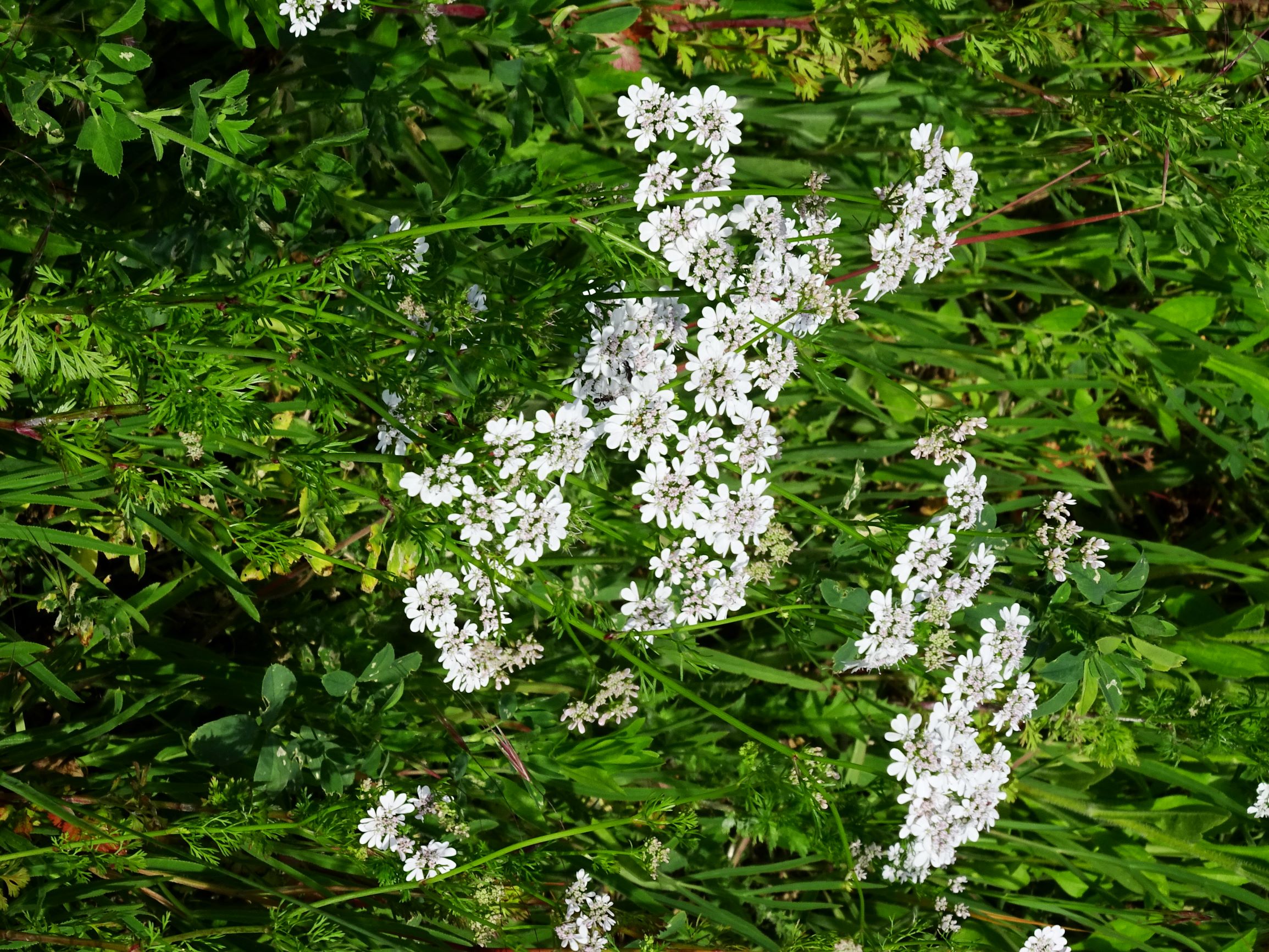 DSC09287 berg coriandrum sativum.JPG