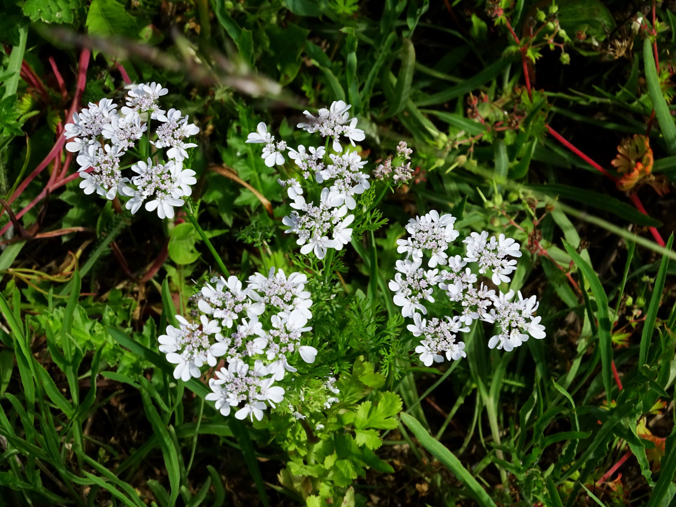 DSC09290 berg coriandrum sativum.JPG