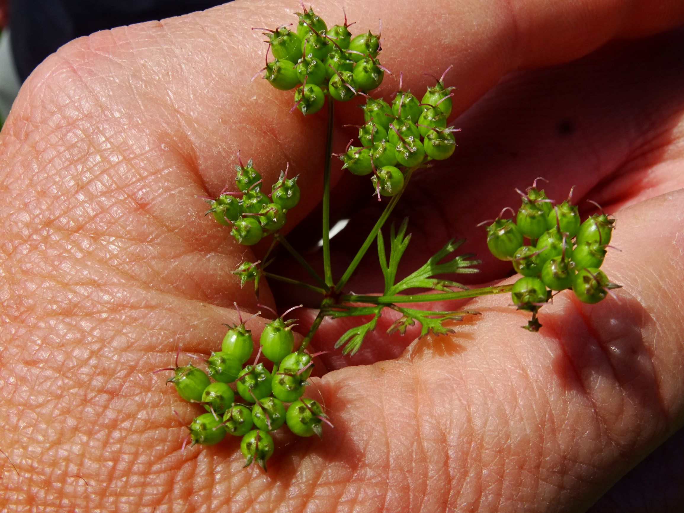 DSC09295 berg coriandrum sativum.JPG