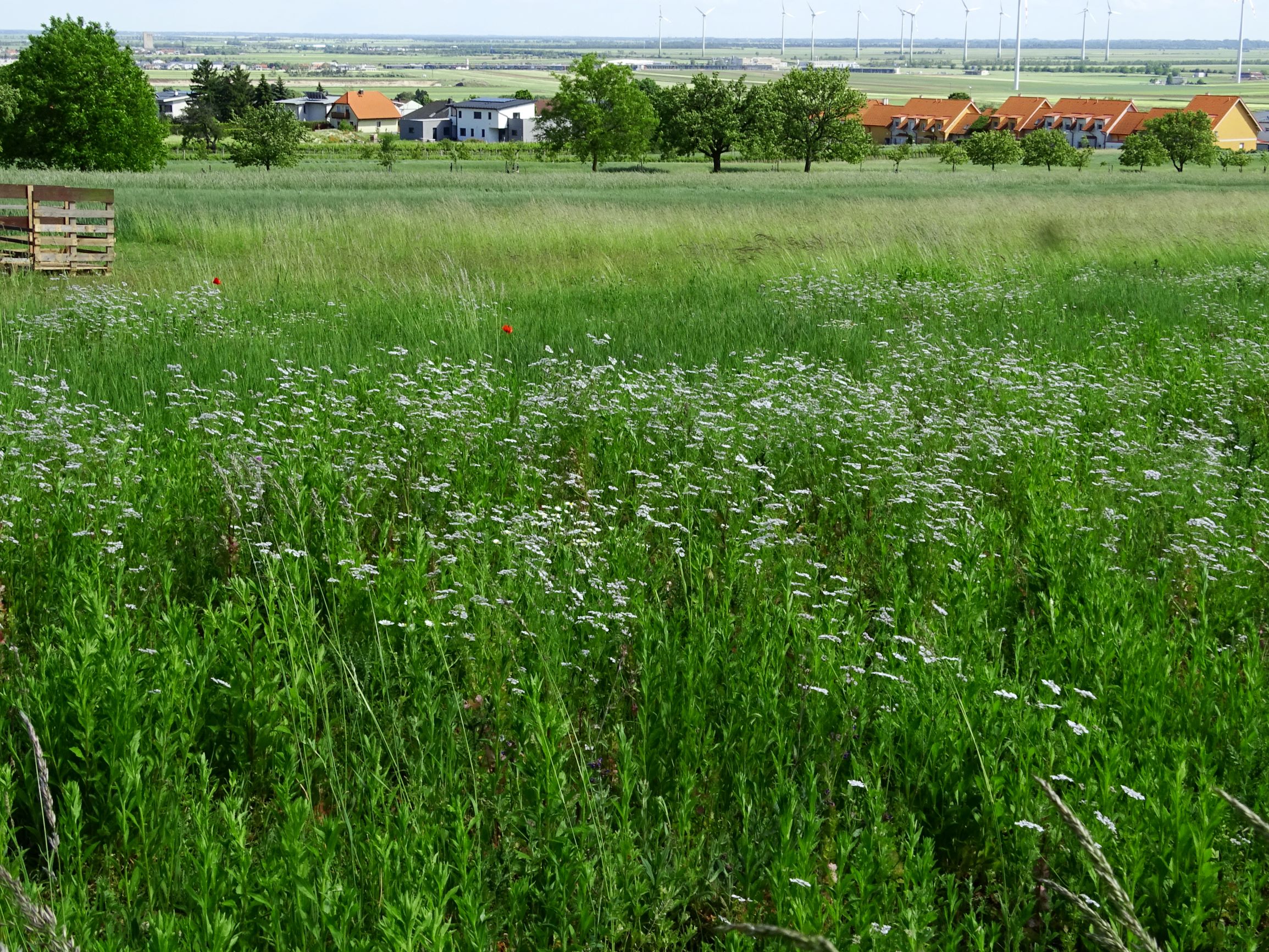 DSC09297 berg coriandrum sativum.JPG