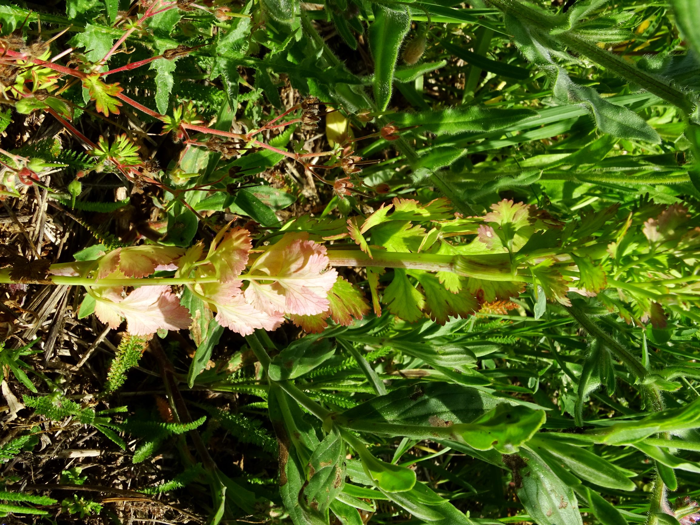 DSC09298 berg coriandrum sativum.JPG