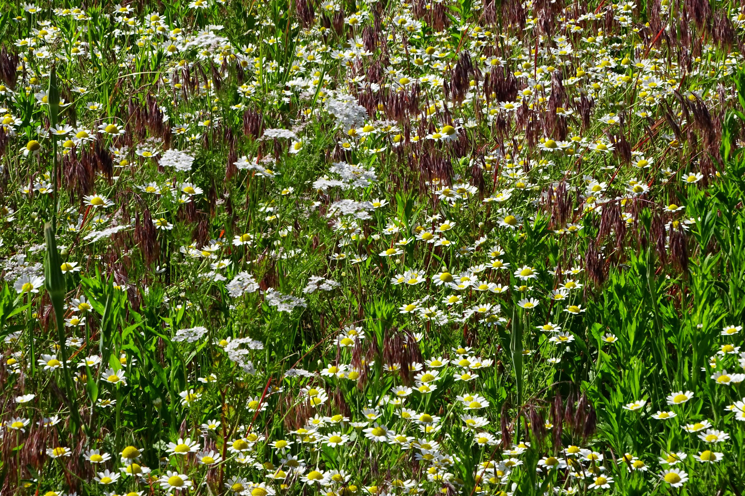 DSC09393 berg anthemis austriaca, coriandrum sativum, bromus tectorum.JPG