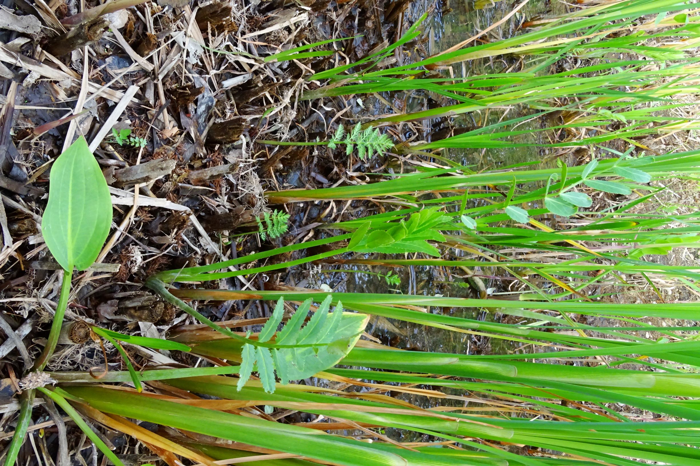 DSC05615 seewinkel hansag sium latifolium, typha angustifolia, alisma plantago-aquatica.JPG