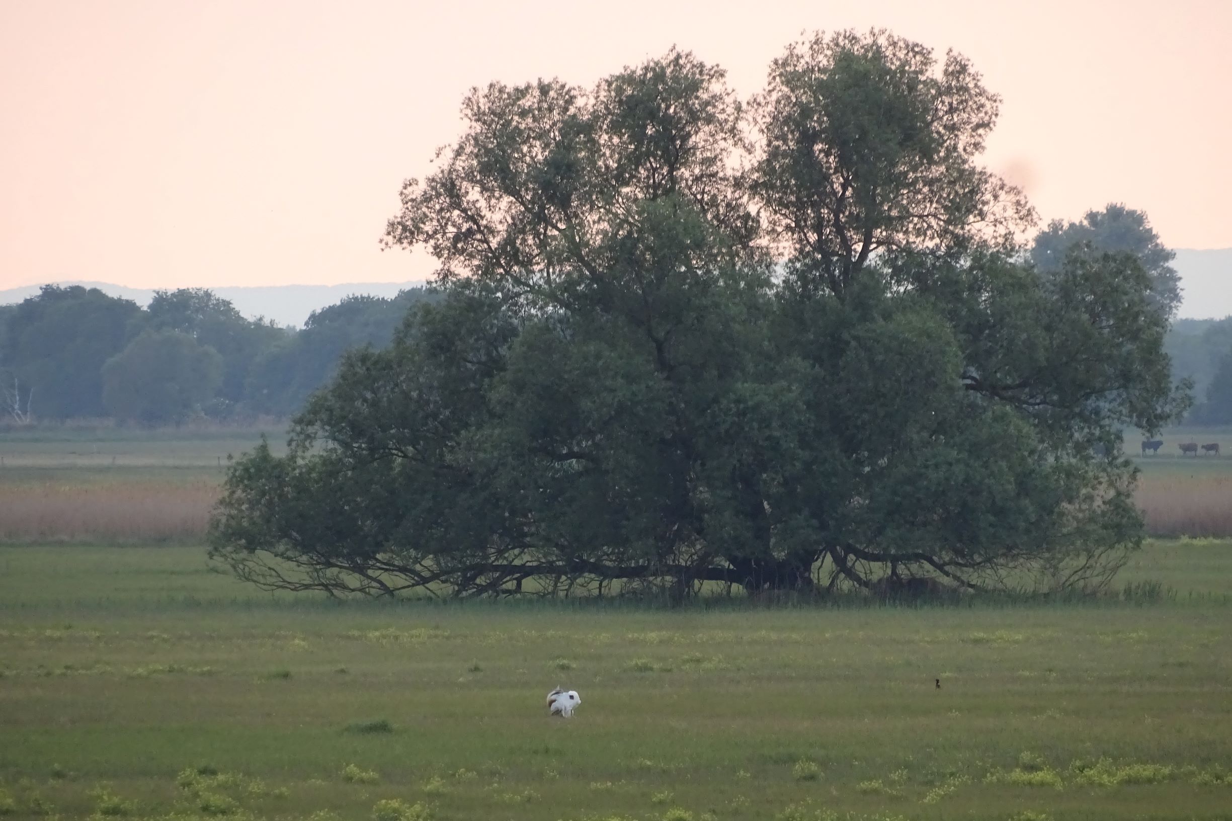 DSC05679 seewinkel hansag großtrappe.JPG