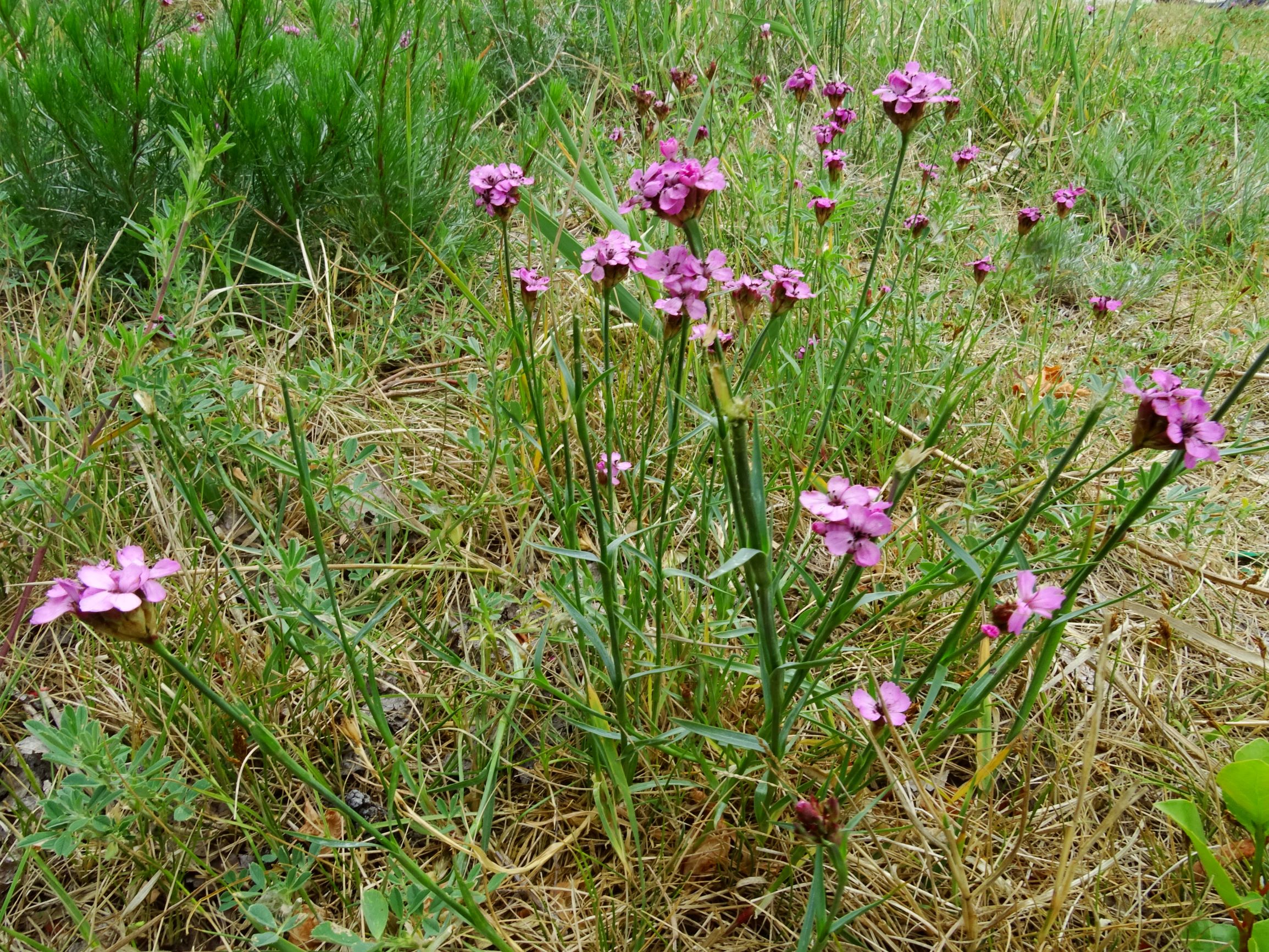 DSC05763 seewinkel dianthus pontederae.JPG