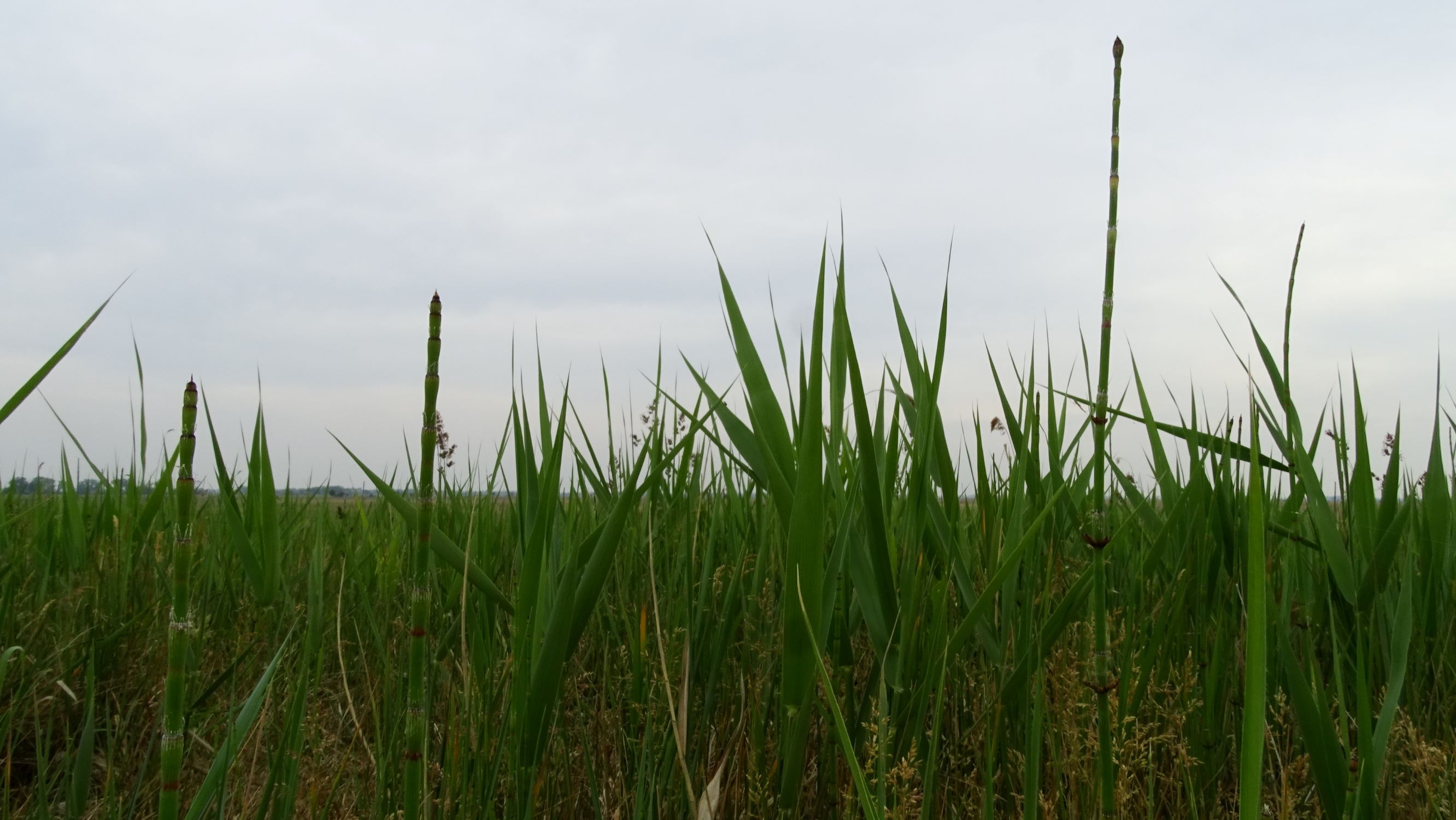 DSC05777 seewinkel equisetum ramosissimum.JPG