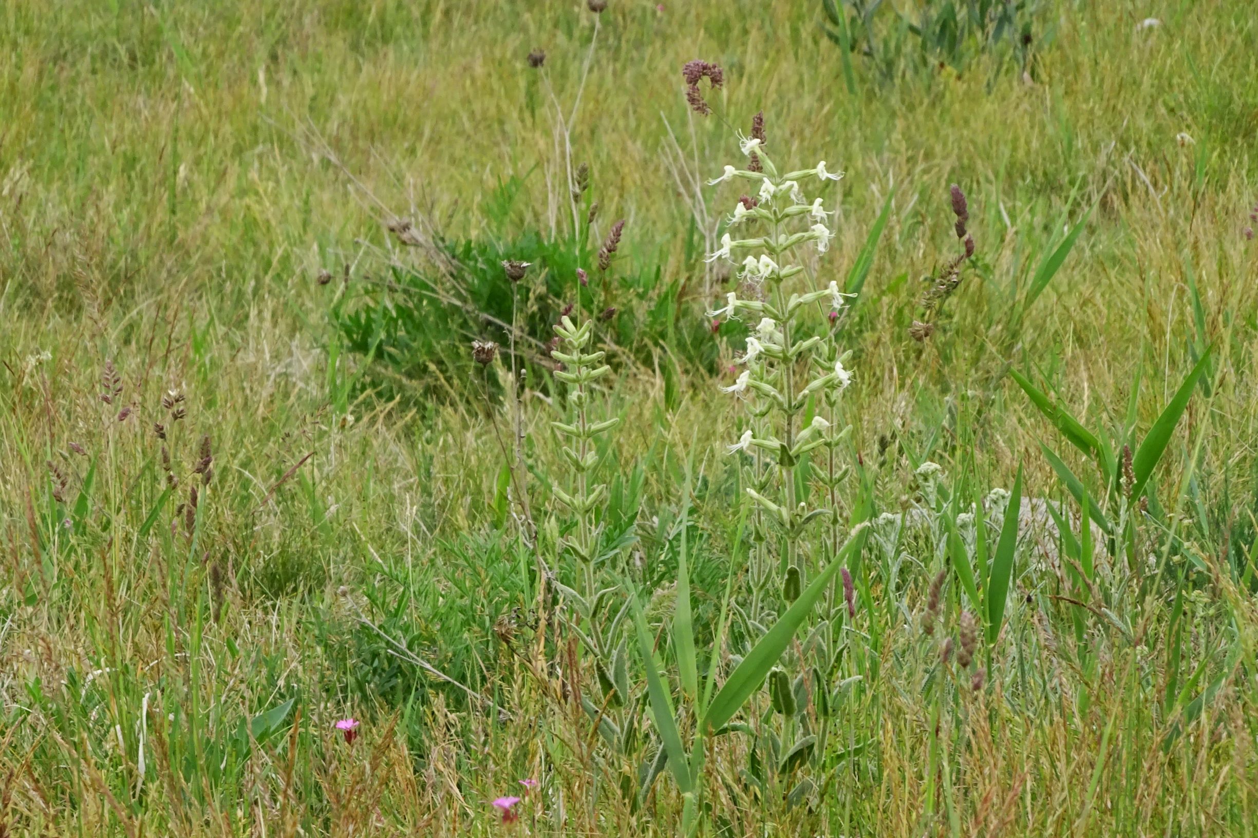 DSC05788 seewinkel silene viscosa etc..JPG