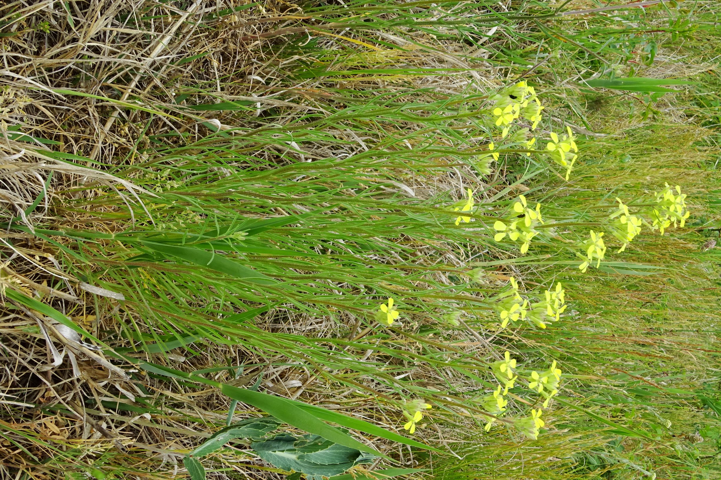 DSC05792 seewinkel erysimum sp..JPG