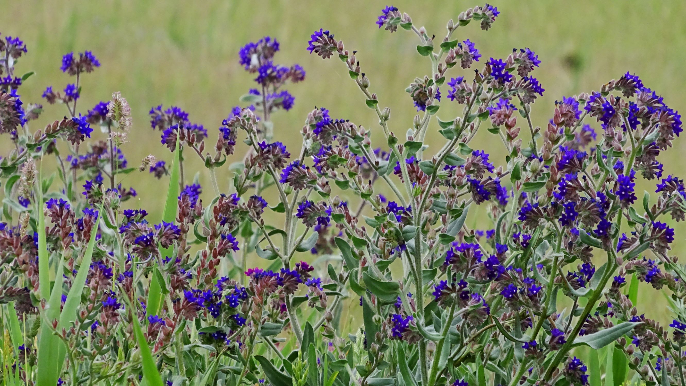 DSC05799 seewinkel anchusa officinalis.JPG