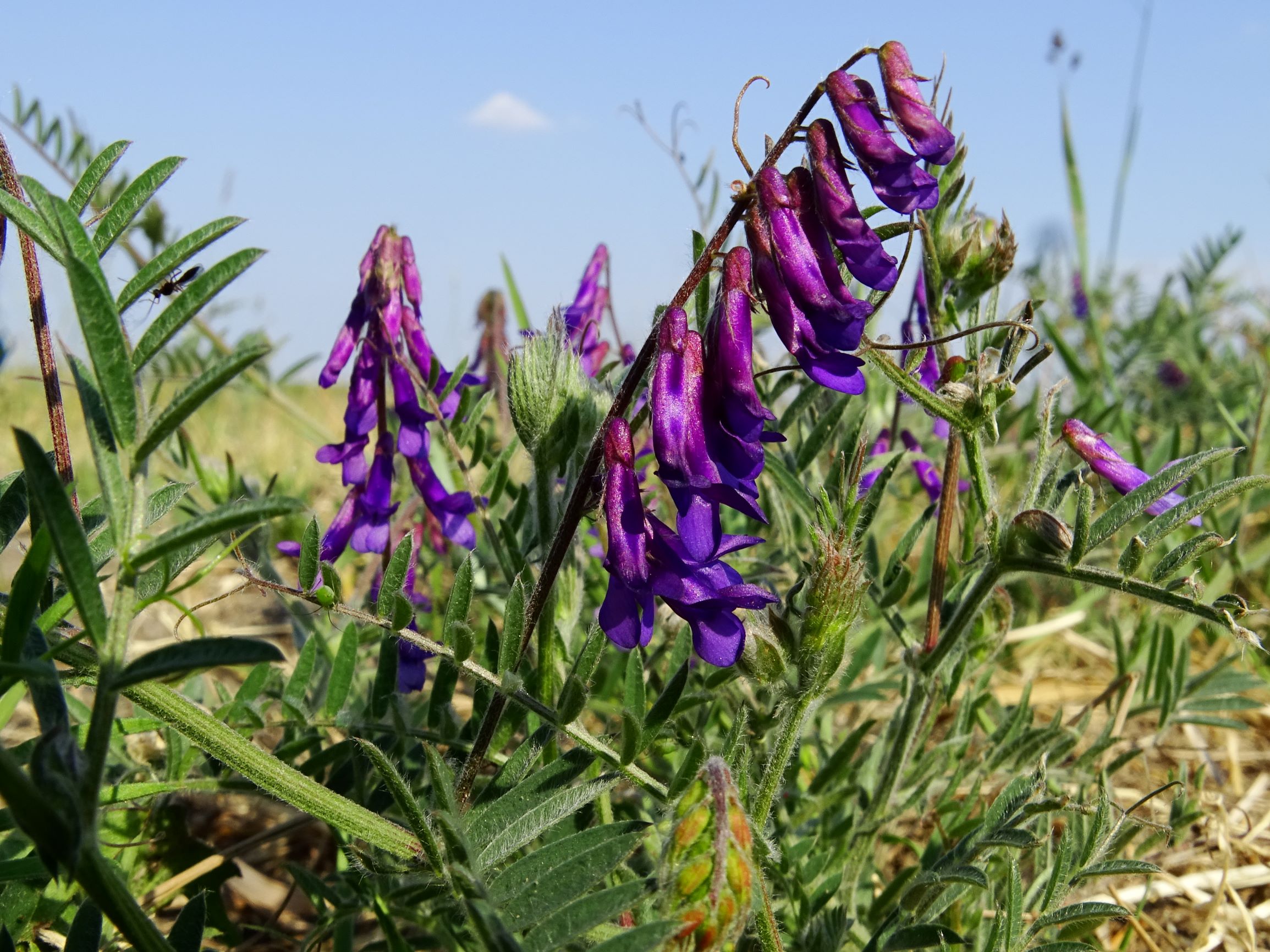 DSC06321 seewinkel vicia villosa.JPG