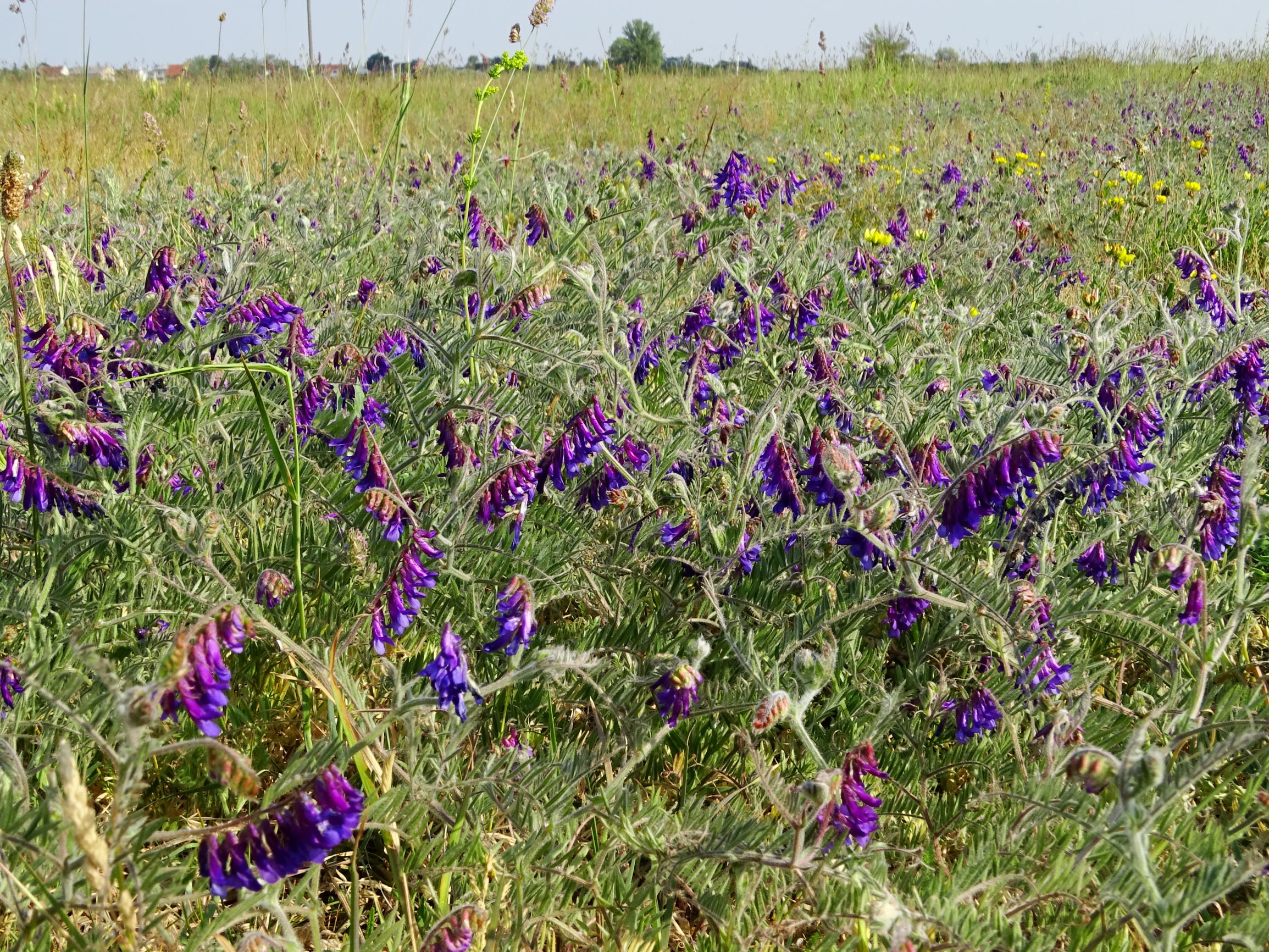 DSC06325 seewinkel vicia villosa.JPG