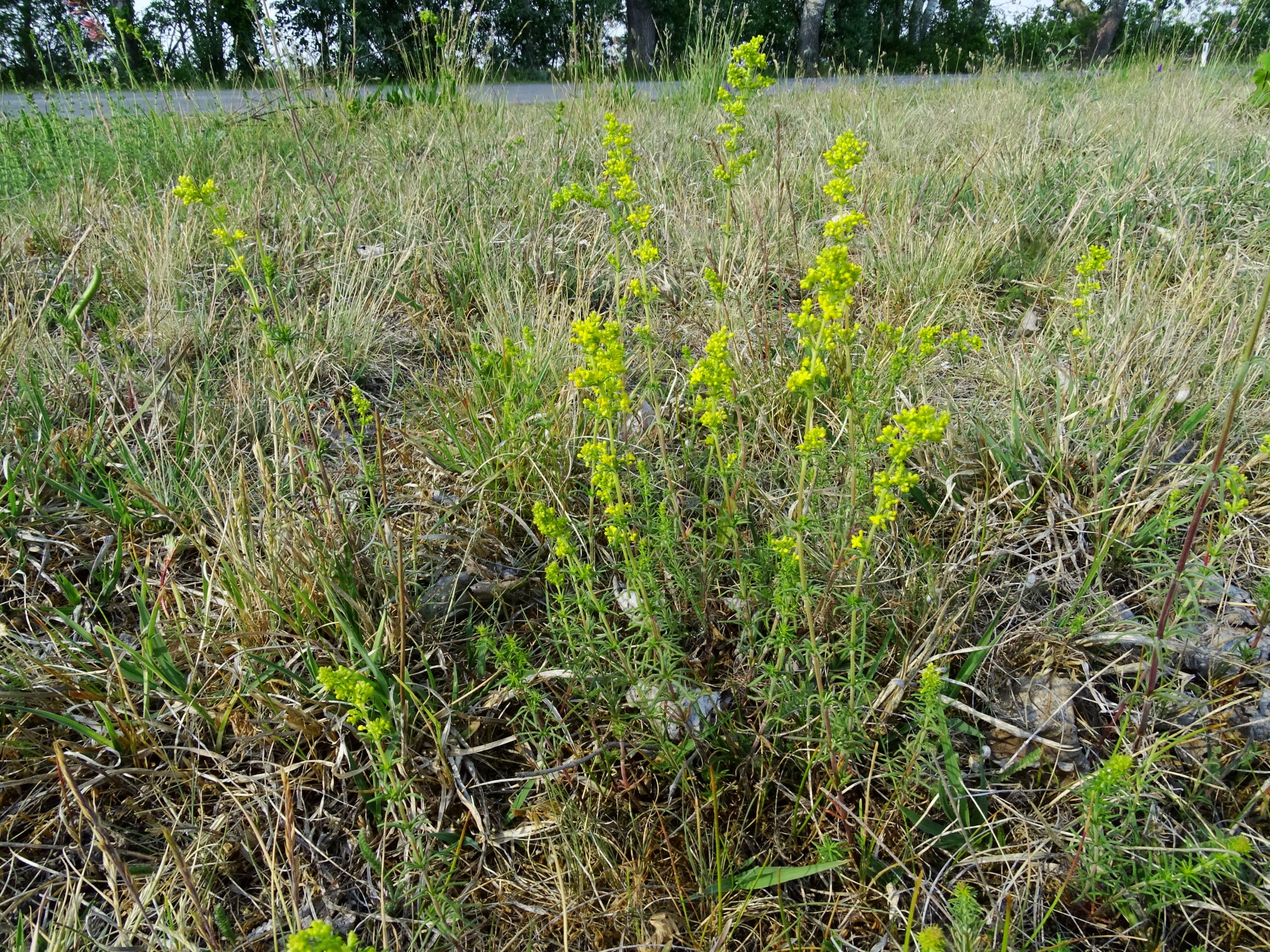 DSC06331 seewinkel galium wirtgenii.JPG