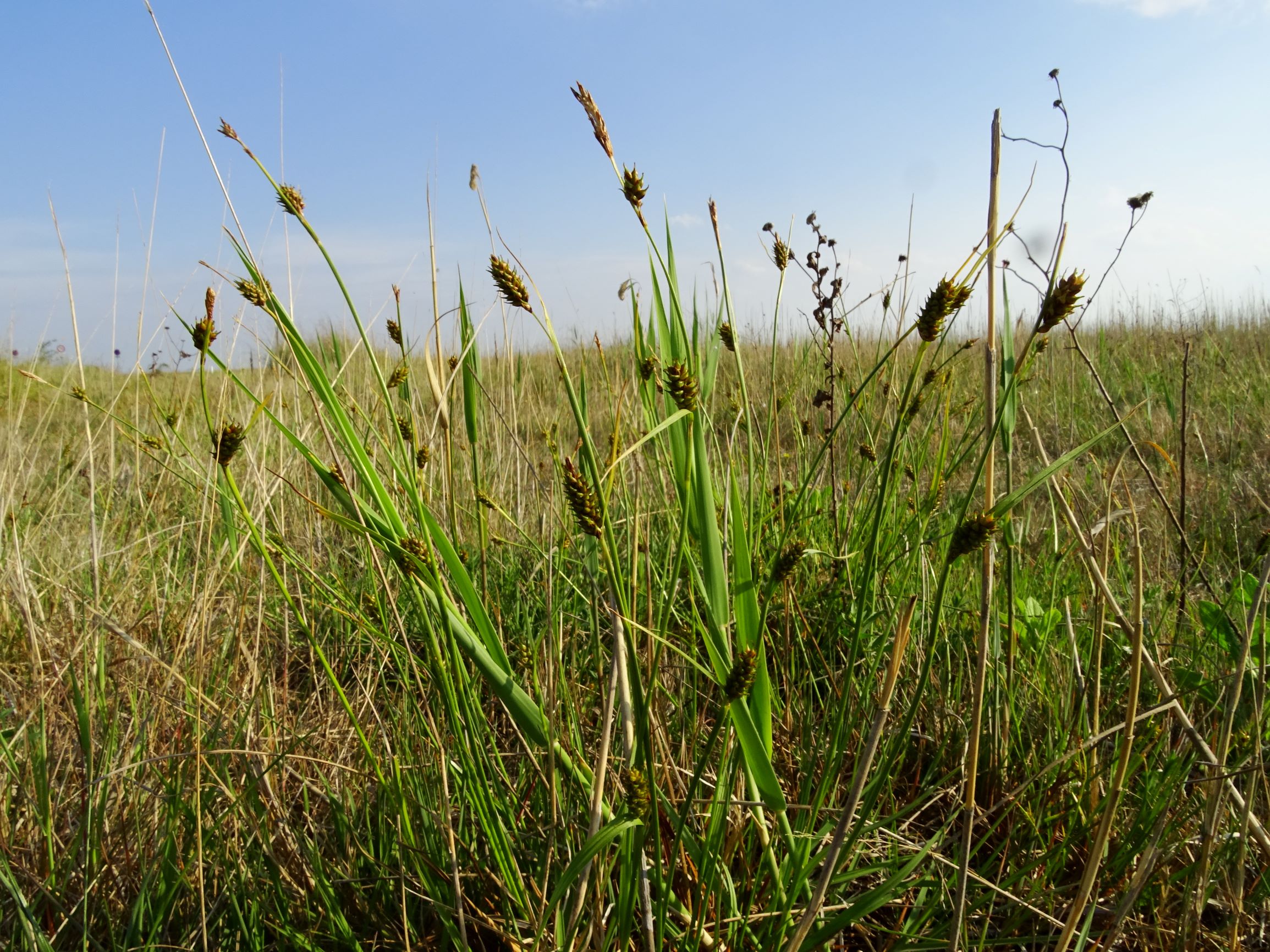 DSC06389 seewinkel darscho carex distans.JPG