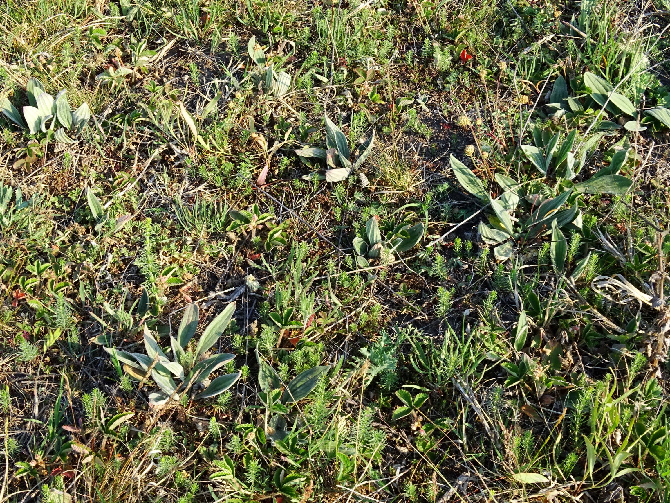 DSC06397 seewinkel darscho plantago media, galium verum.JPG