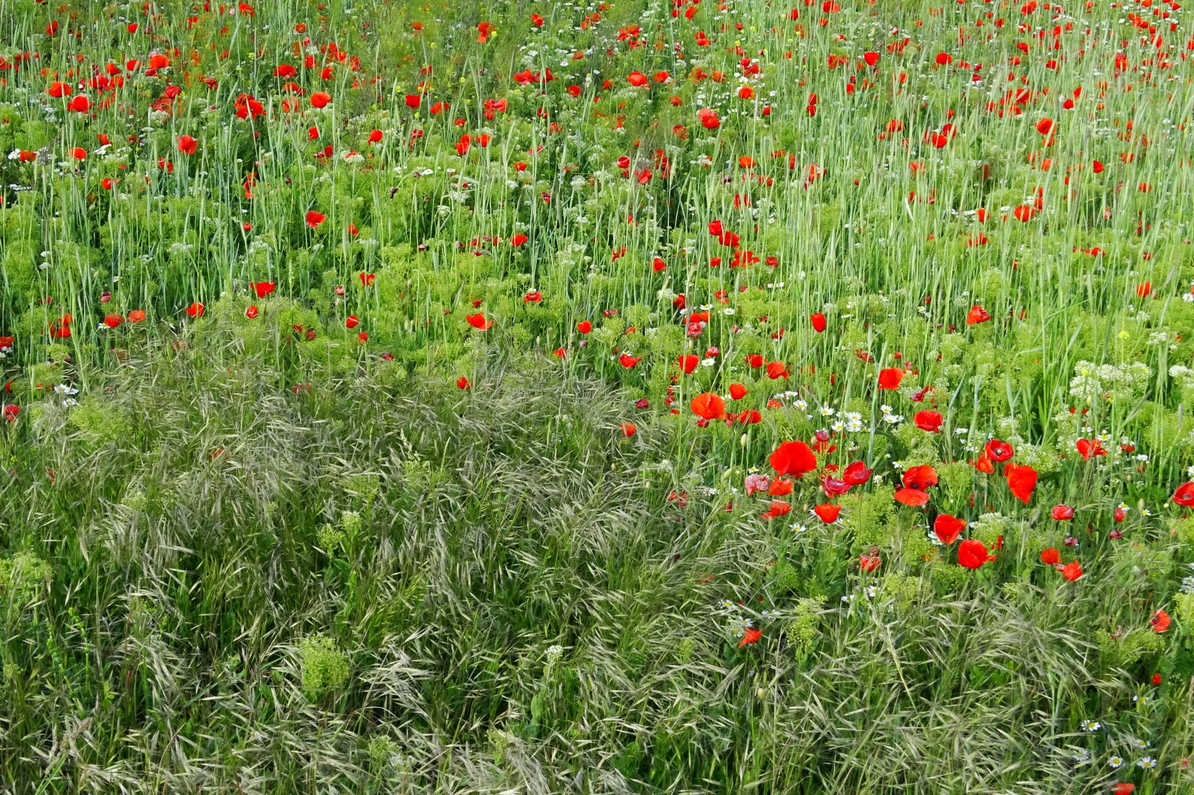 DSC06449 seewinkel o darscho bromus sterilis, papaver rhoeas, lepidium draba, anthemis austriaca.JPG