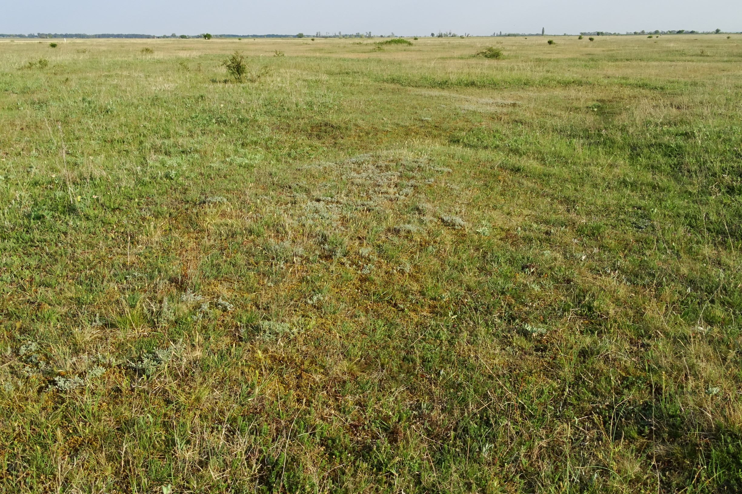 DSC06474 seewinkel w-n lange lacke artemisia cf. santonicum.JPG