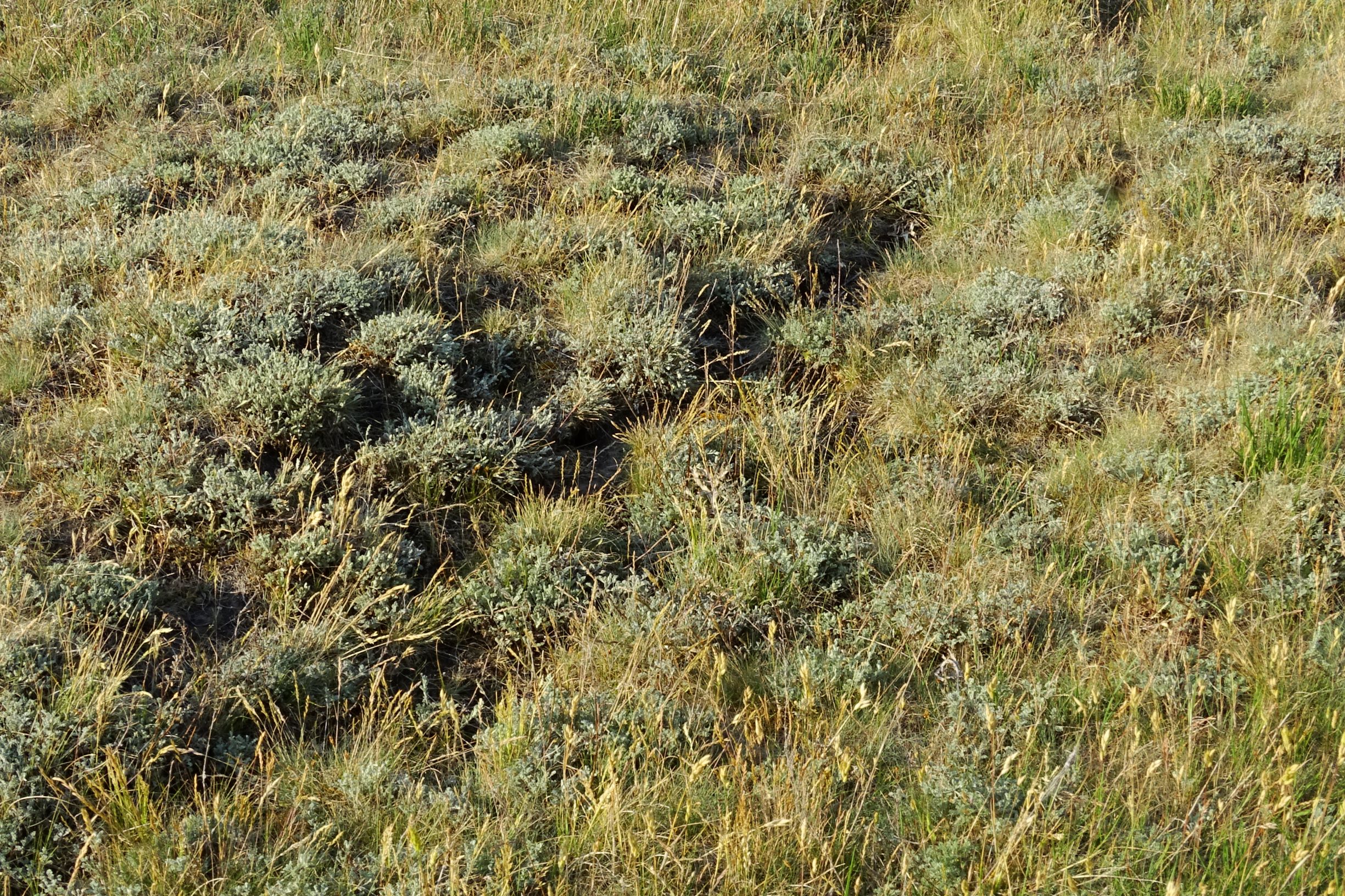 DSC06481 seewinkel w-n lange lacke artemisia cf. santonicum.JPG