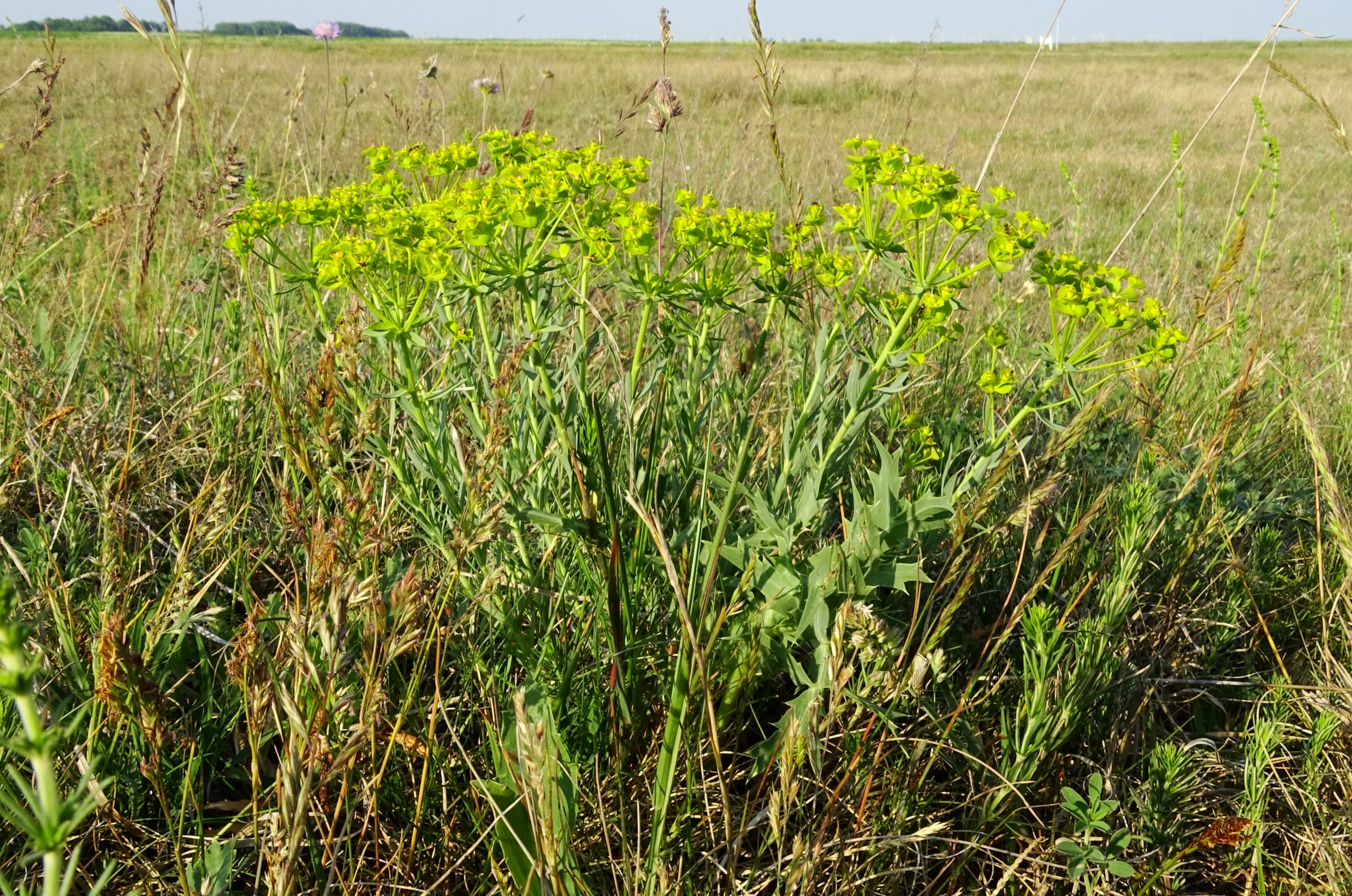 DSC06486 seewinkel w-n lange lacke euphorbia seguieriana.JPG