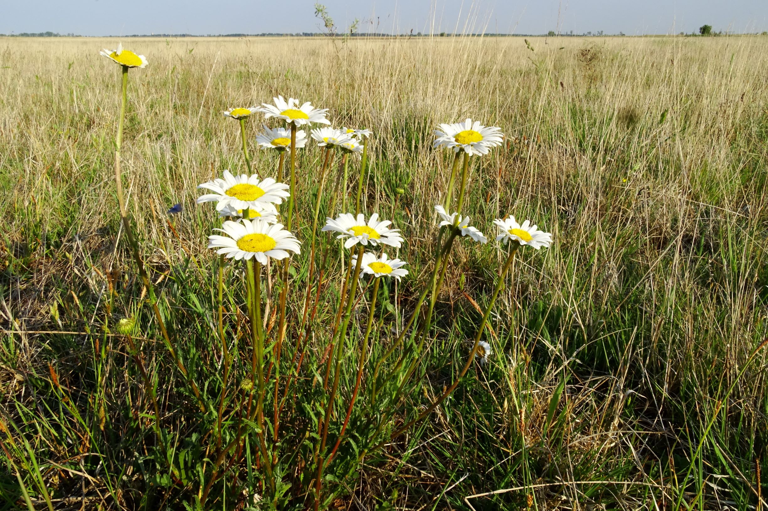 DSC06490 seewinkel lange lacke leucanthemum vulgare agg..JPG