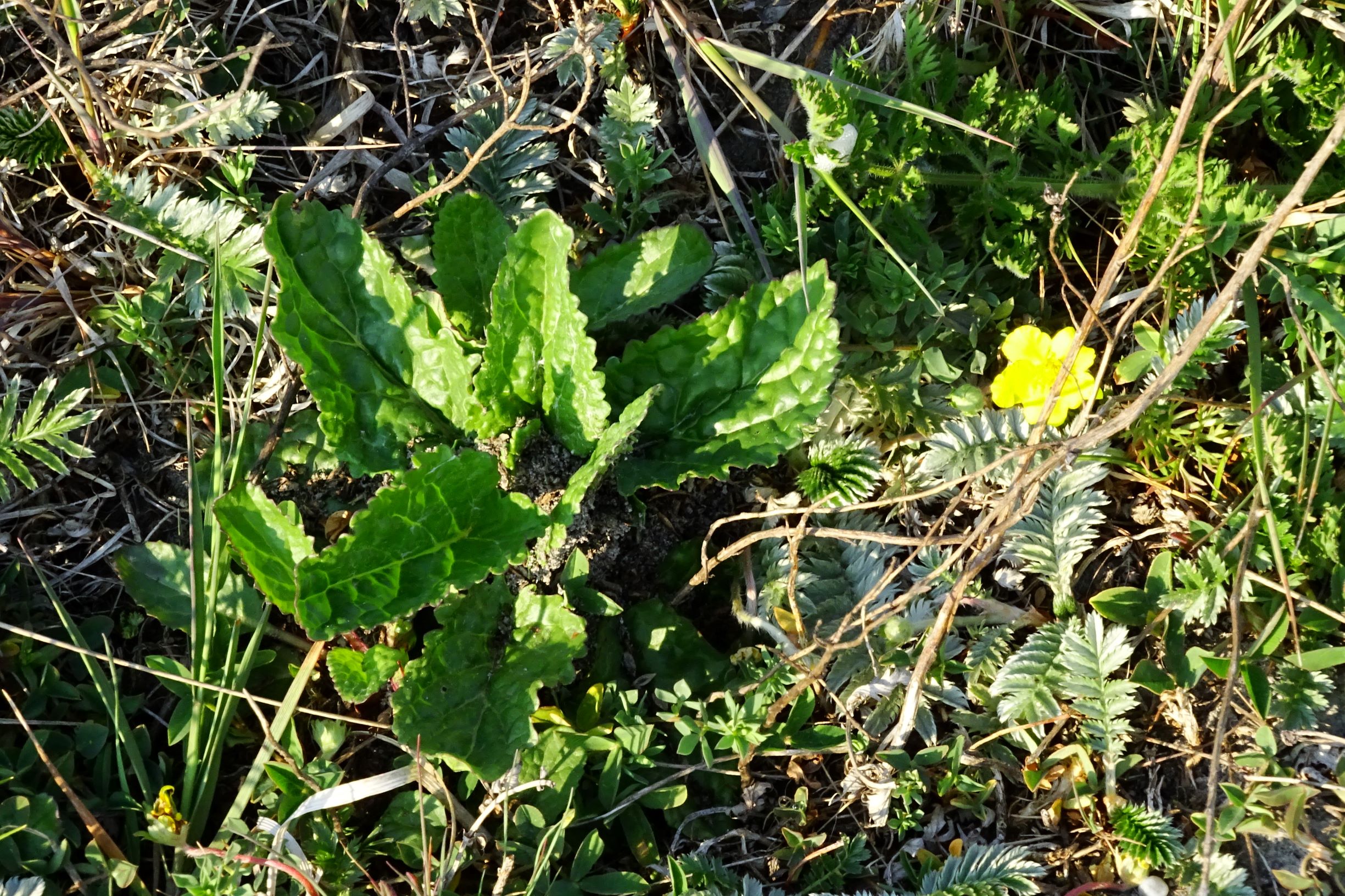 DSC06495 seewinkel lange lacke cf. seneco erraticus, potentilla anserina, daucus carota.JPG