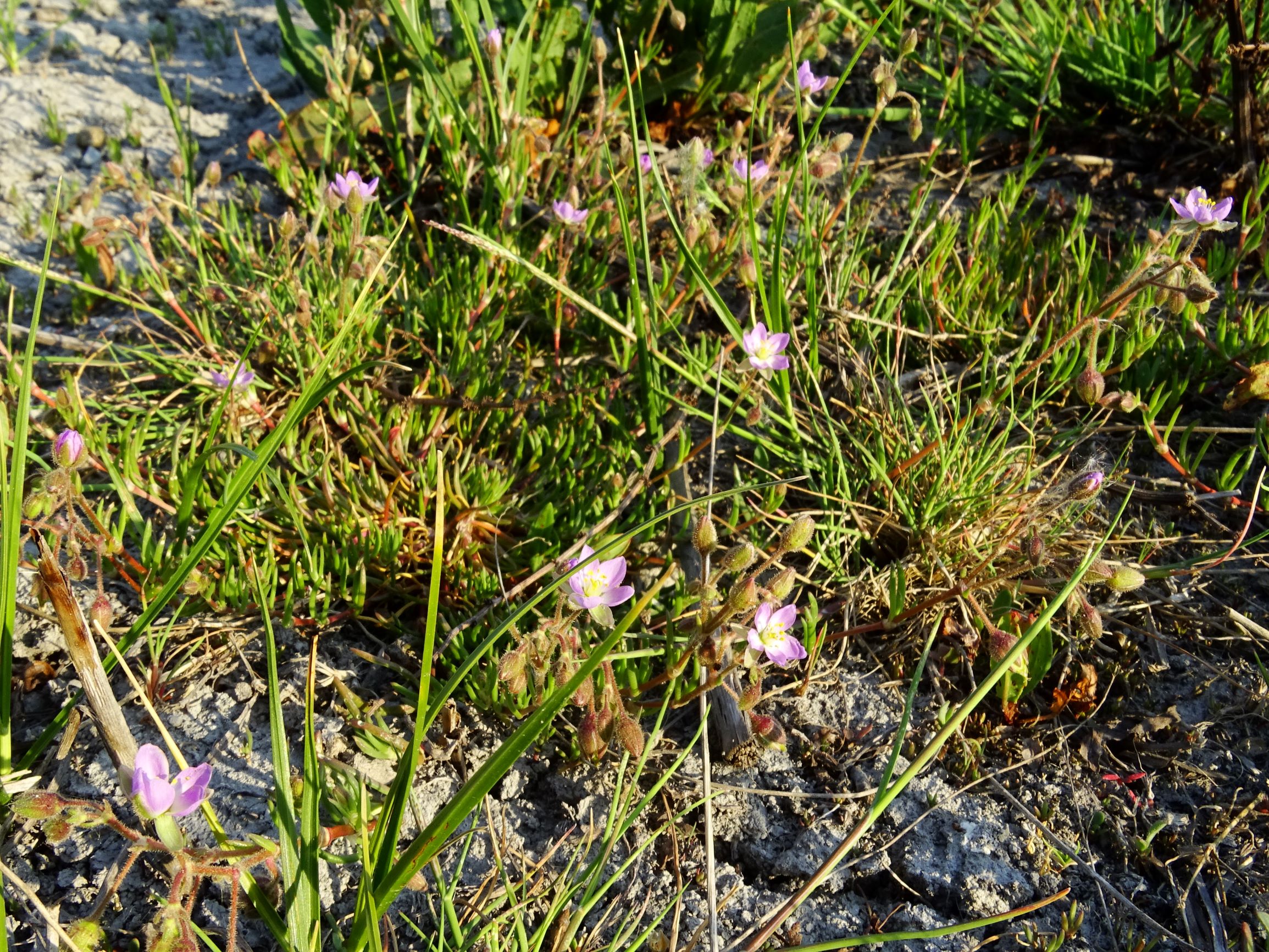 DSC06506 seewinkel lange lacke spergularia maritima.JPG