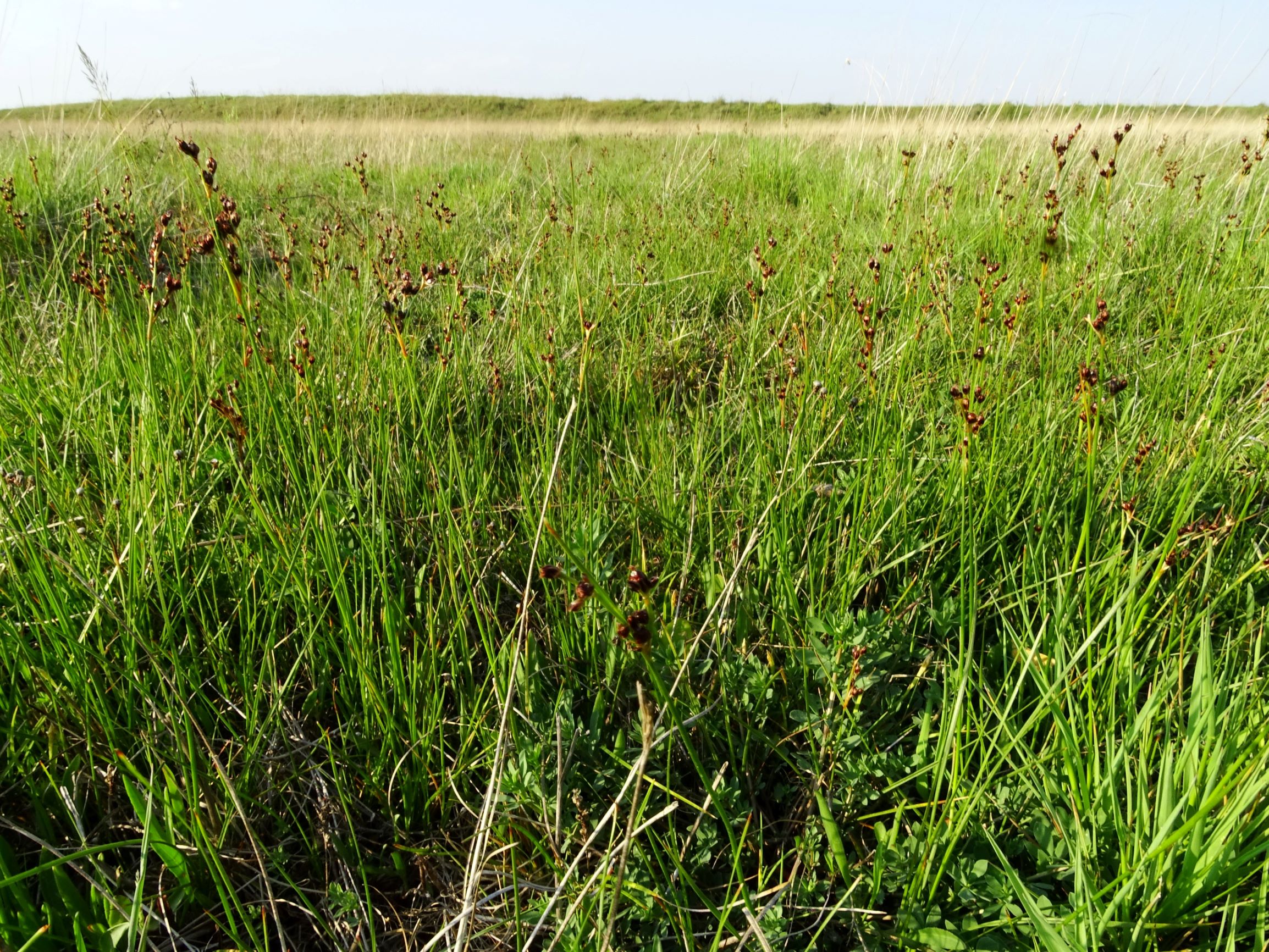 DSC06513 seewinkel lange lacke juncus cf. gerardii.JPG