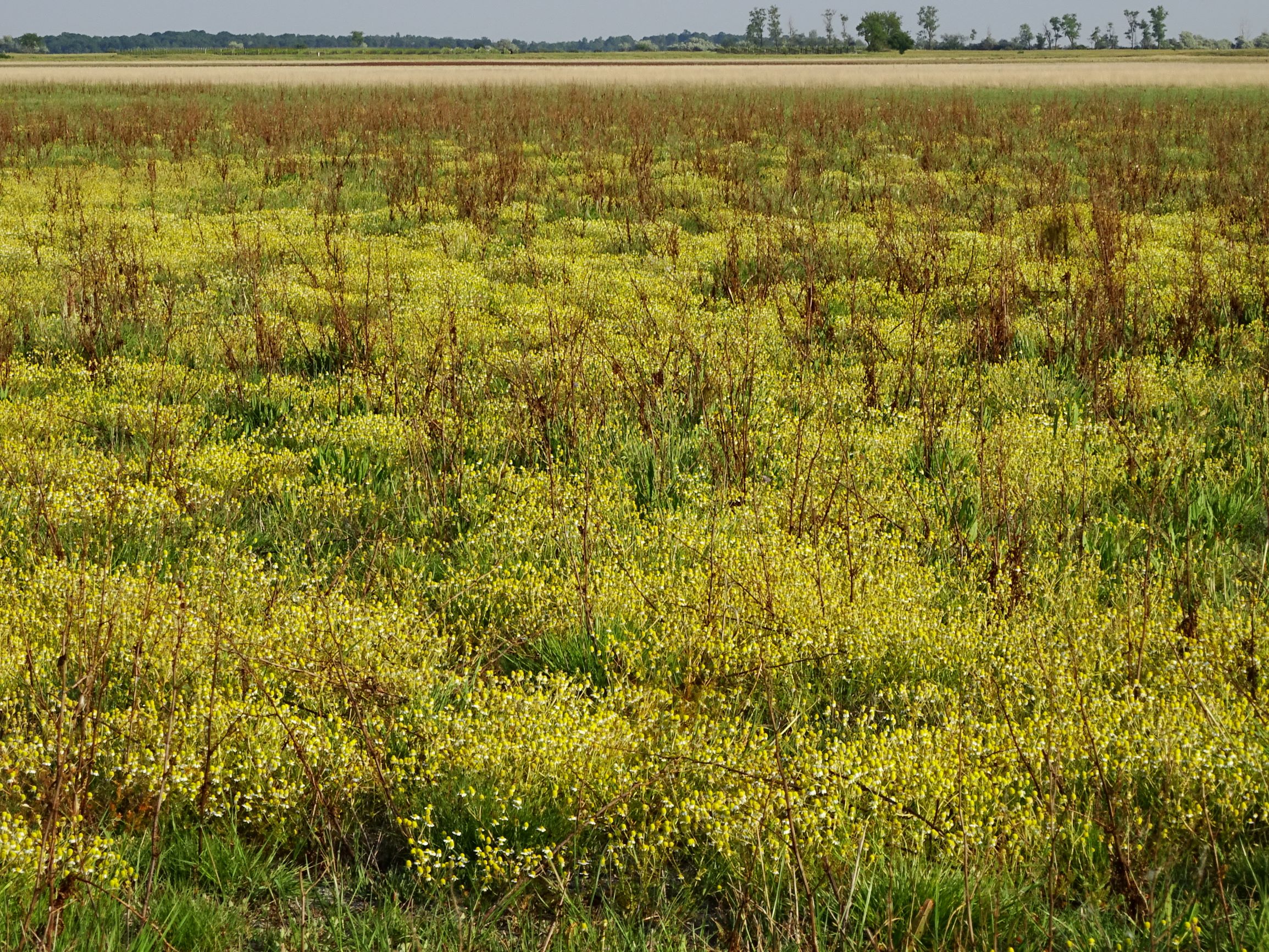 DSC06517 seewinkel lange lacke matricaria chamomilla, rumex cf. palustris.JPG