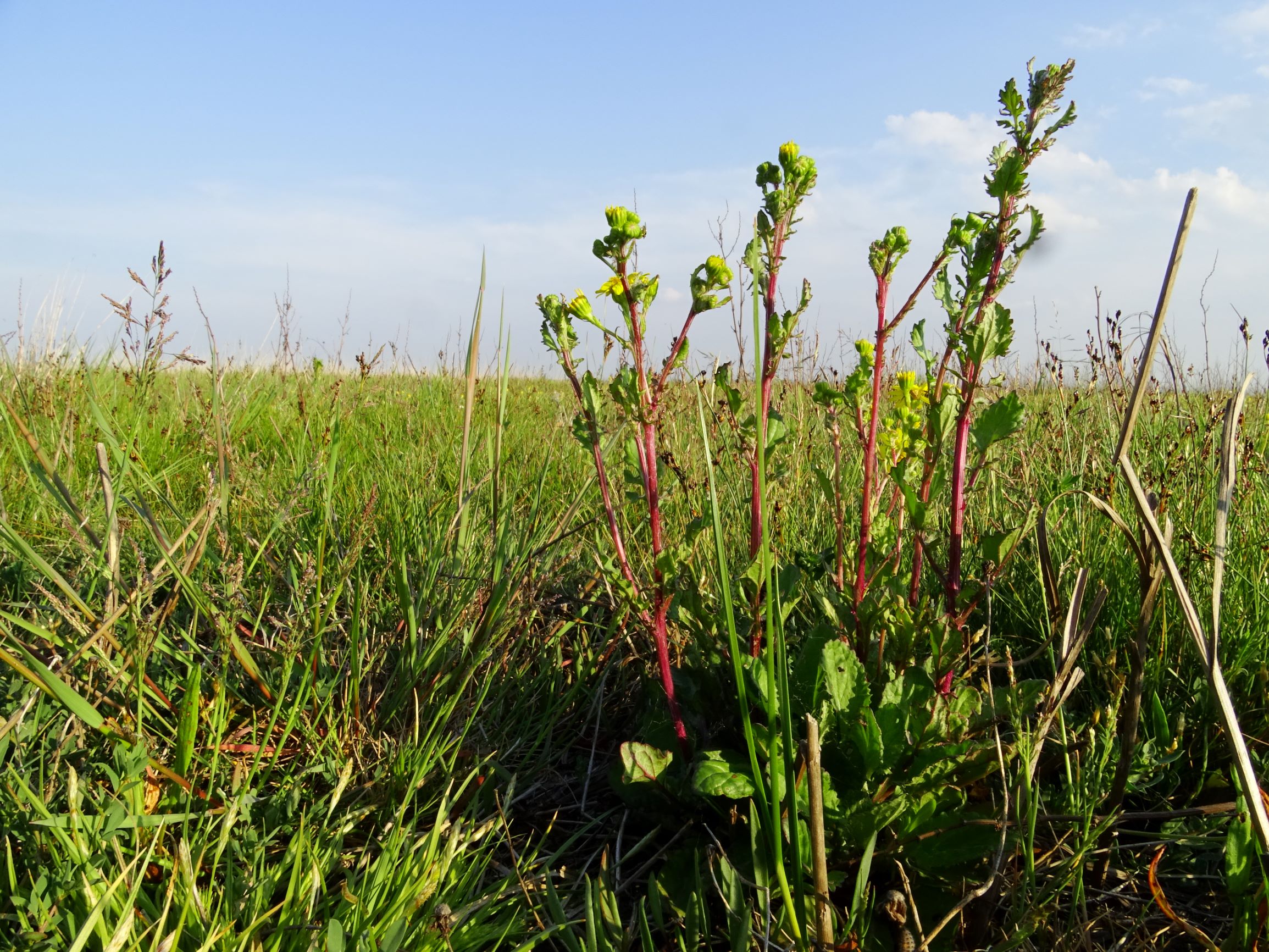 DSC06521 seewinkel lange lacke senecio erraticus.JPG