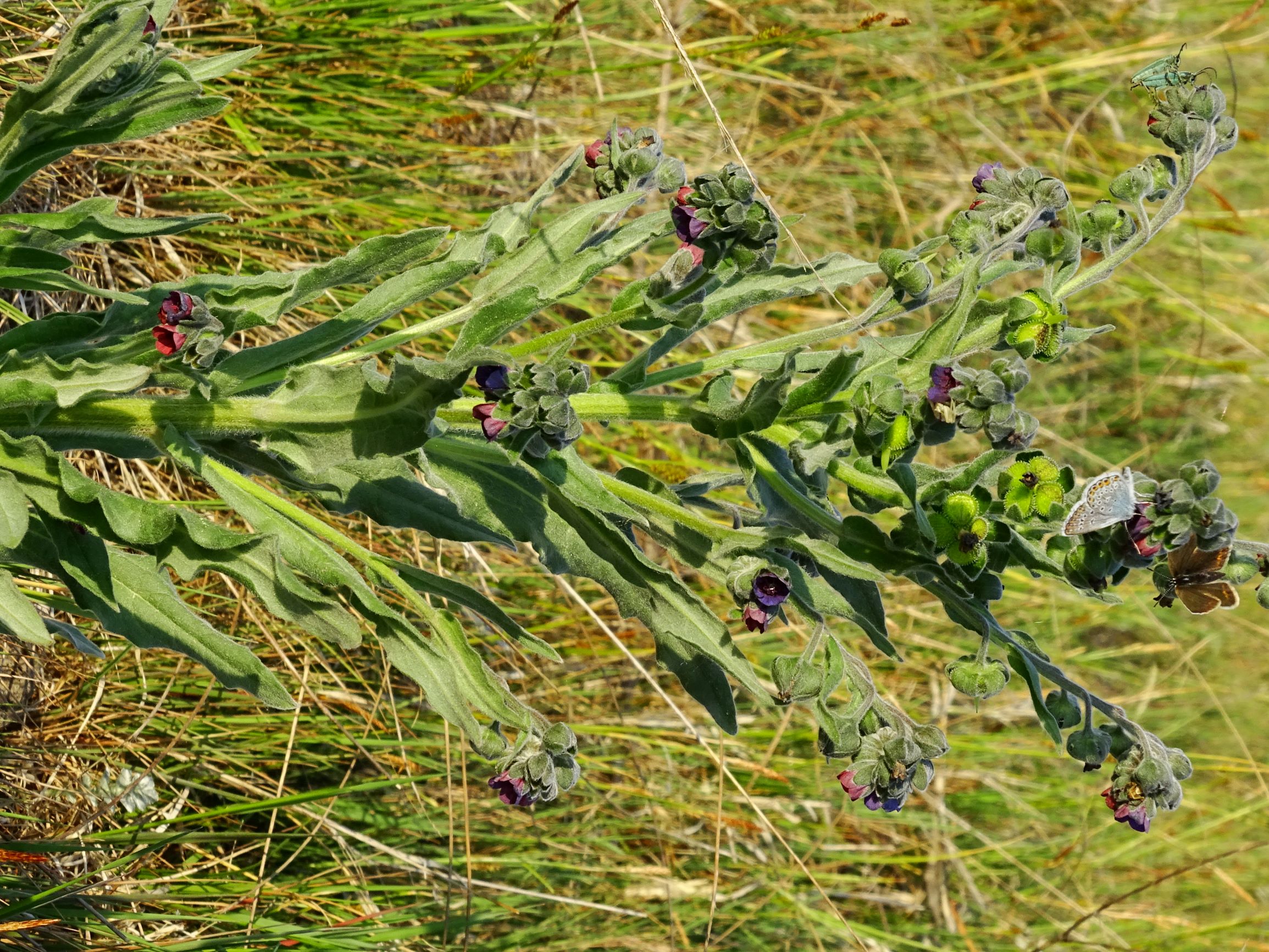 DSC06531 seewinkel lange lacke cynoglossum cf. officinale.JPG