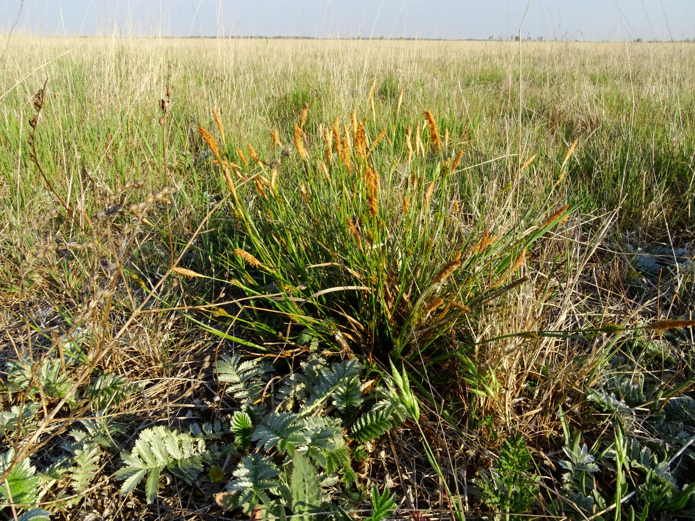 DSC06526 seewinkel lange lacke carex distans, potentilla anserina, cf. triglochin maritimum.JPG