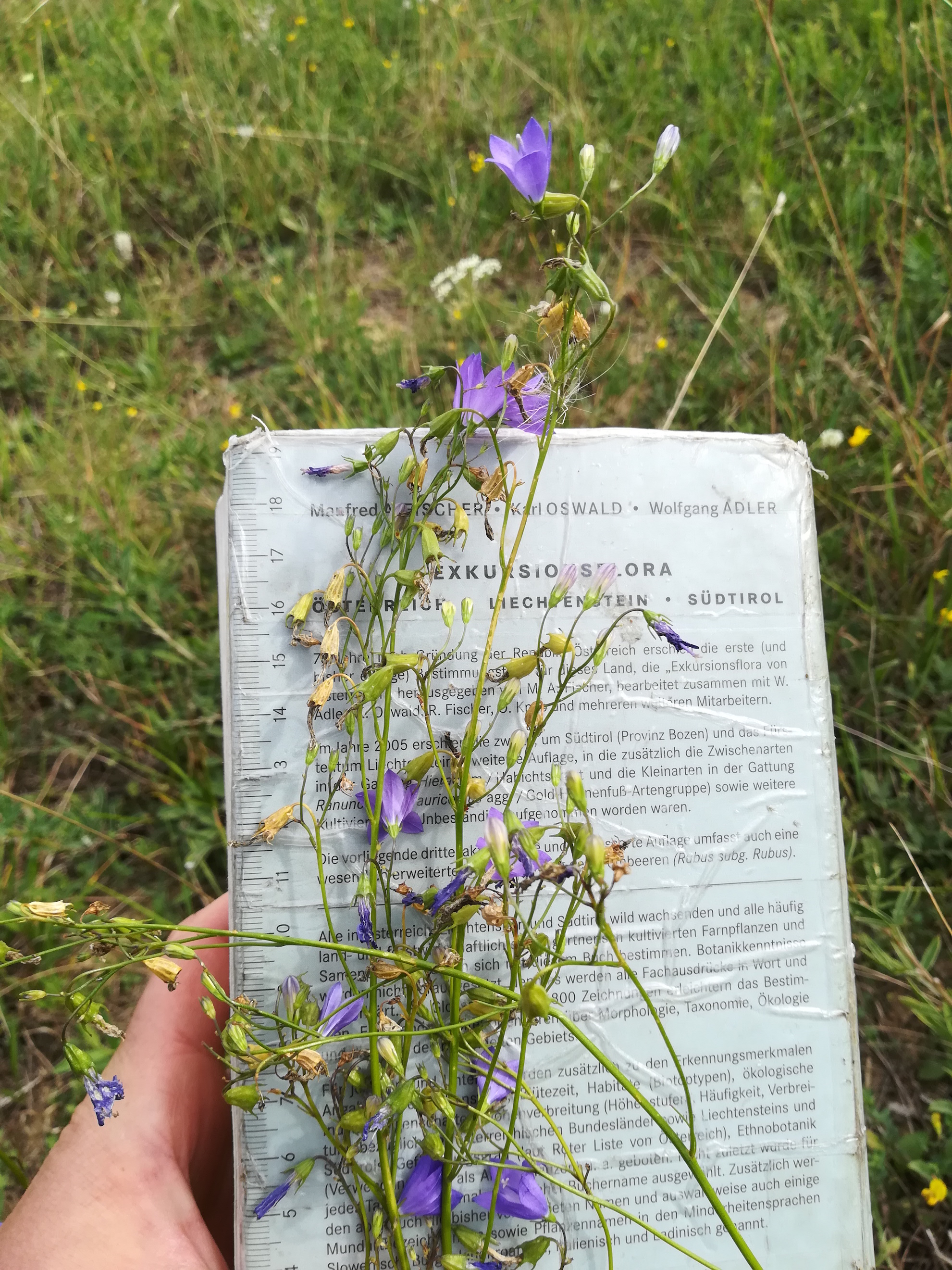 campanula moravica radlbrunn nahe jungberg_20170803_155721.jpg