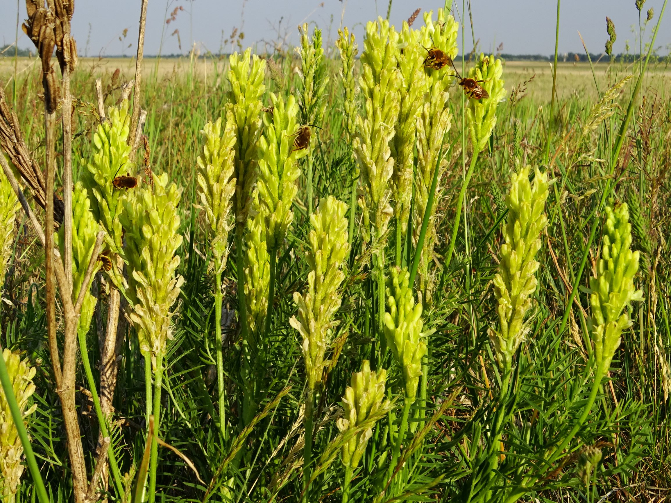 DSC06563 seewinkel lange lacke astragalus asper; langhörnige bienen.JPG