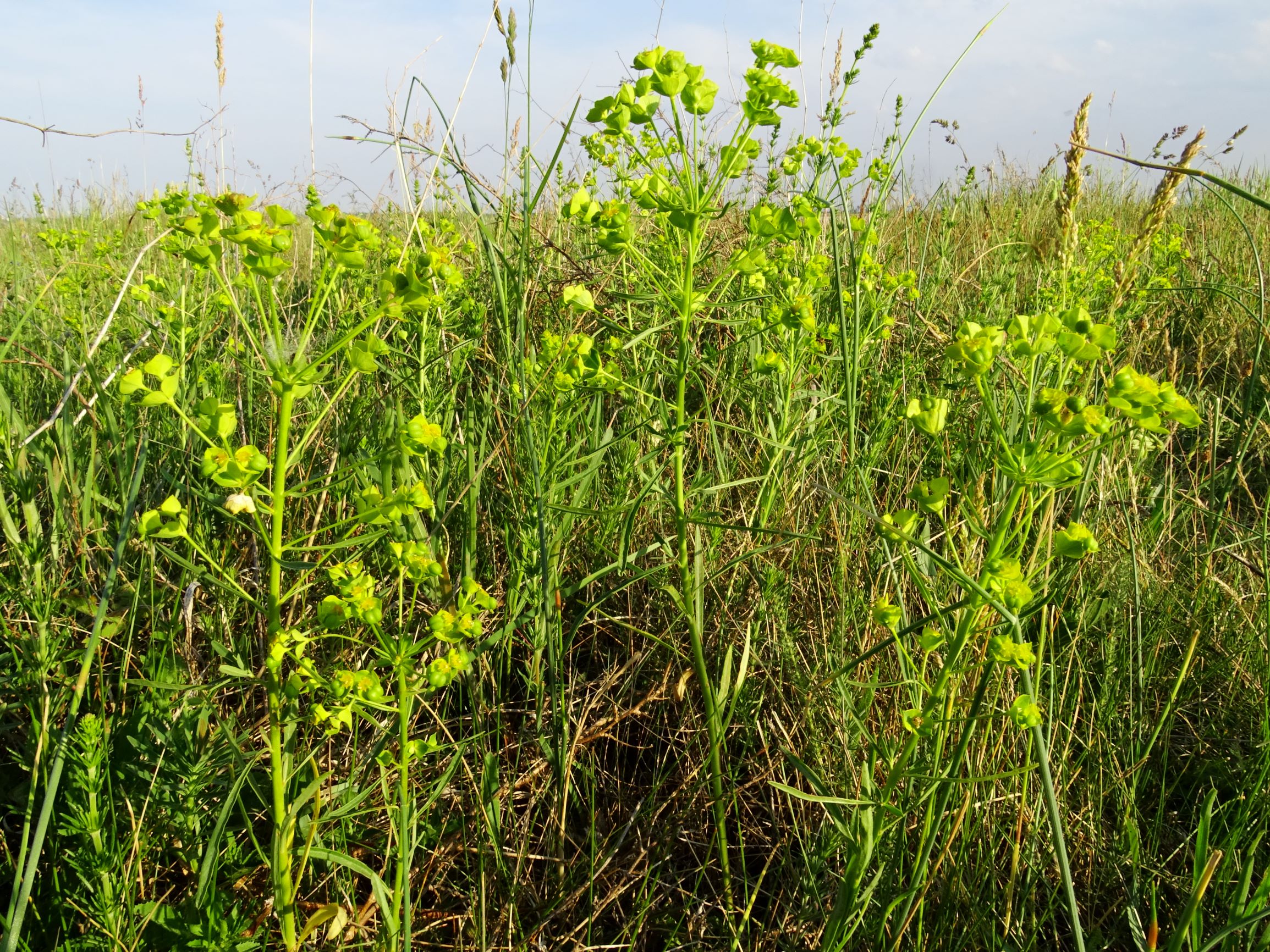 DSC06571 seewinkel lange lacke euphorbia esula.JPG