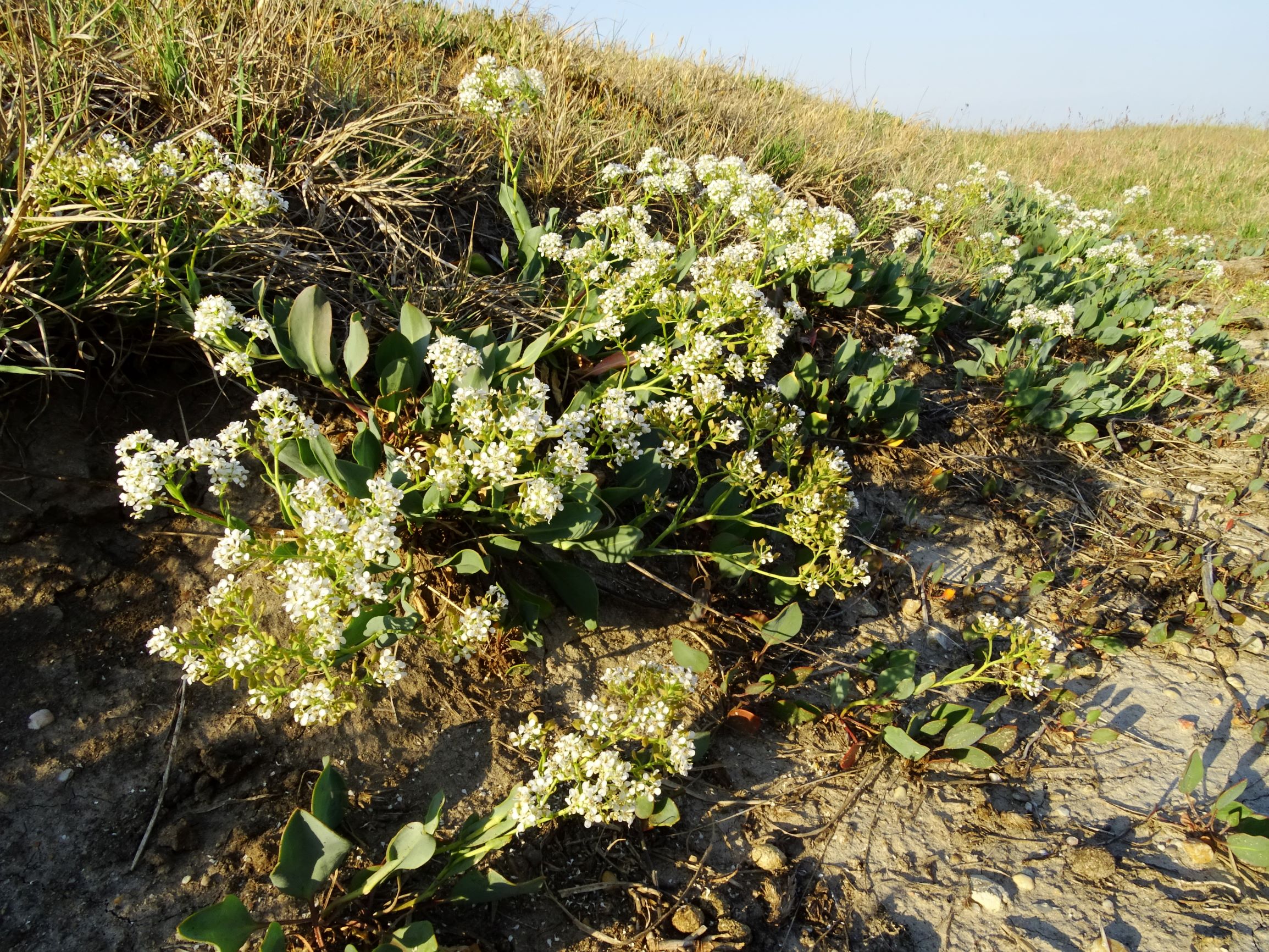 DSC06595 seewinkel lange lacke lepidium cartilagineum.JPG