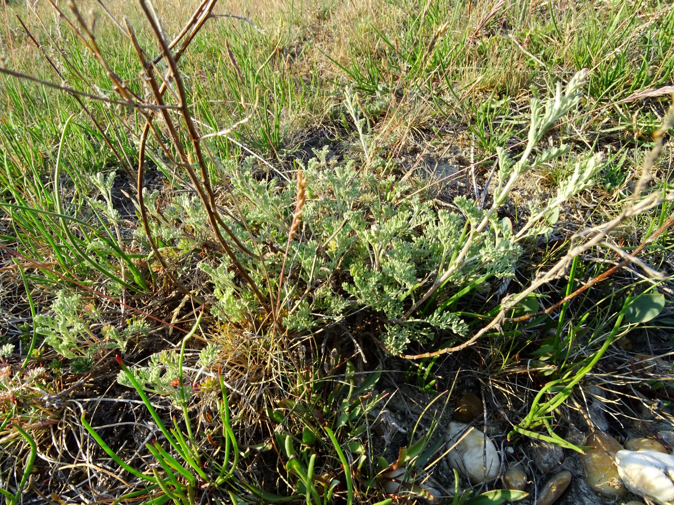 DSC06599 seewinkel lange lacke artemisia sp..JPG