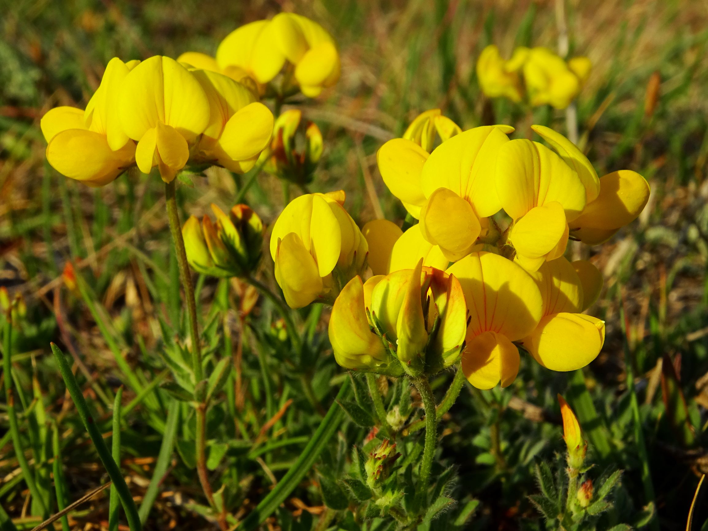 DSC06616 seewinkel lange lacke lotus corniculatus cf. var. hirsutus.JPG