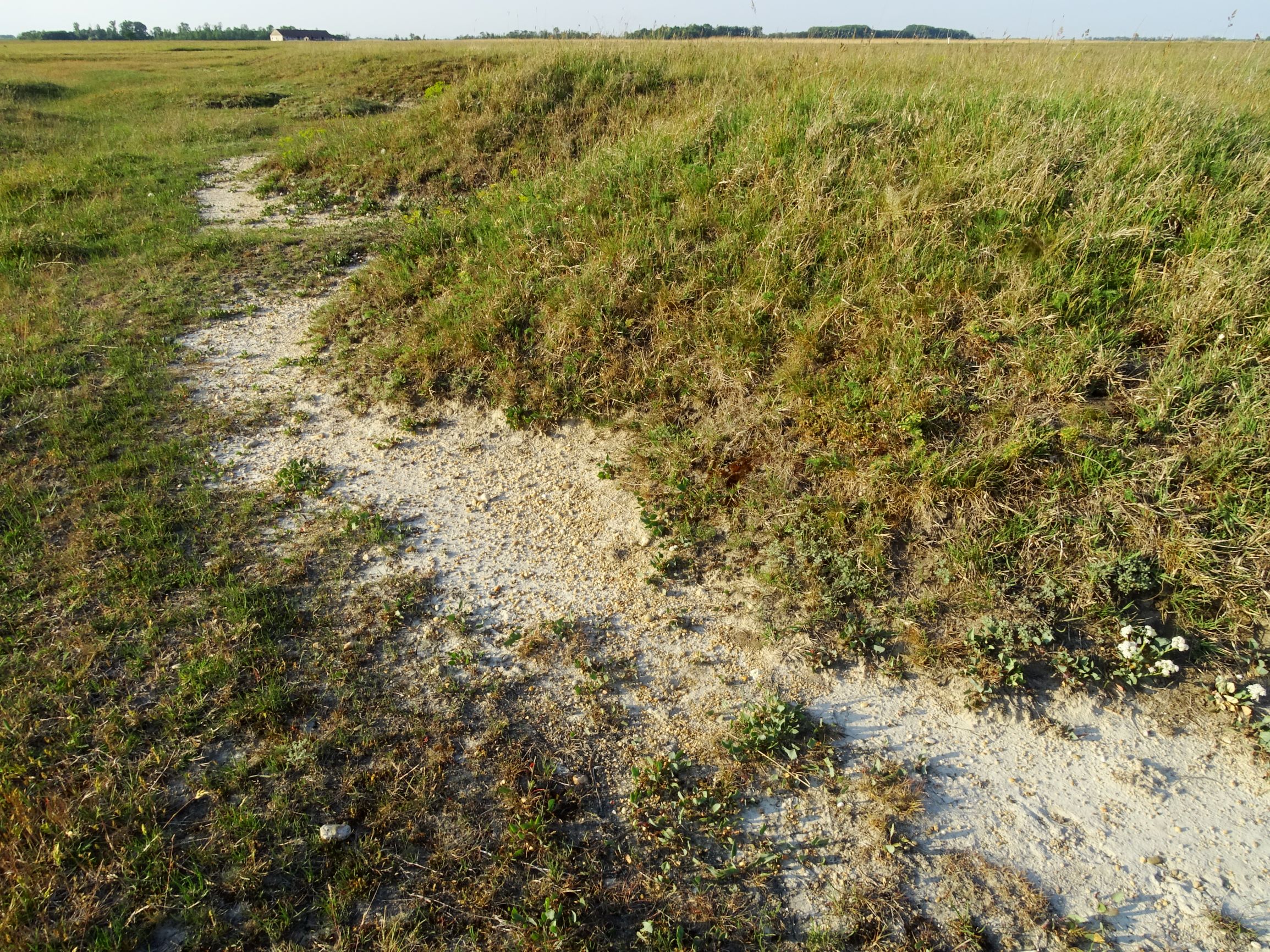 DSC06624 seewinkel lange lacke (lepidium cartilagineum etc.).JPG