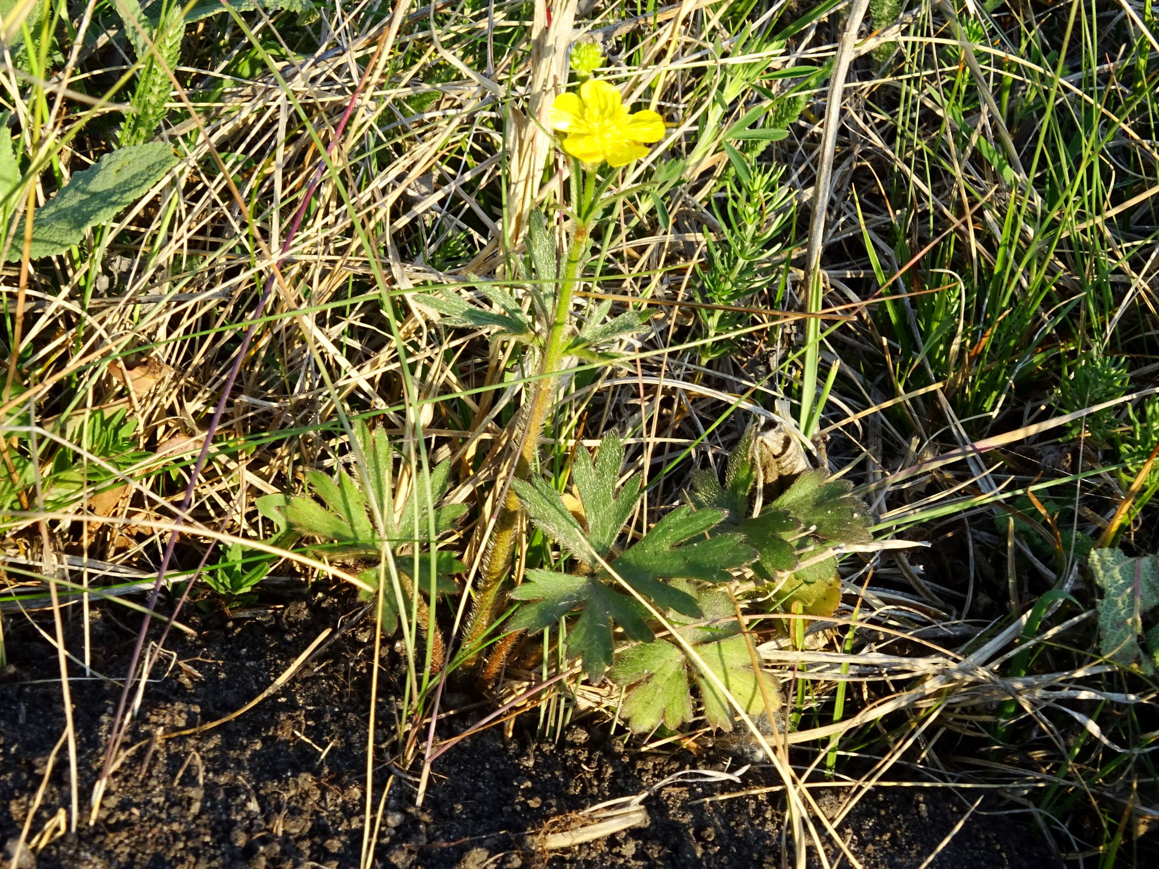 DSC06630 seewinkel lange lacke ranunculus cf. polyanthemos agg..JPG