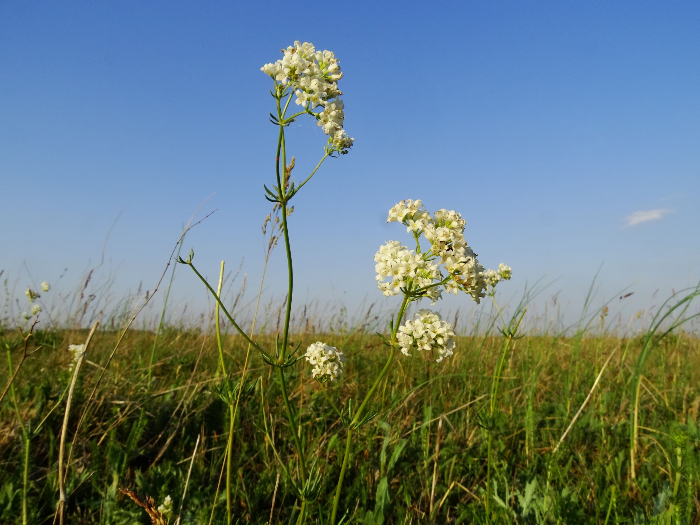 DSC06639 seewinkel lange lacke galium glaucum.JPG