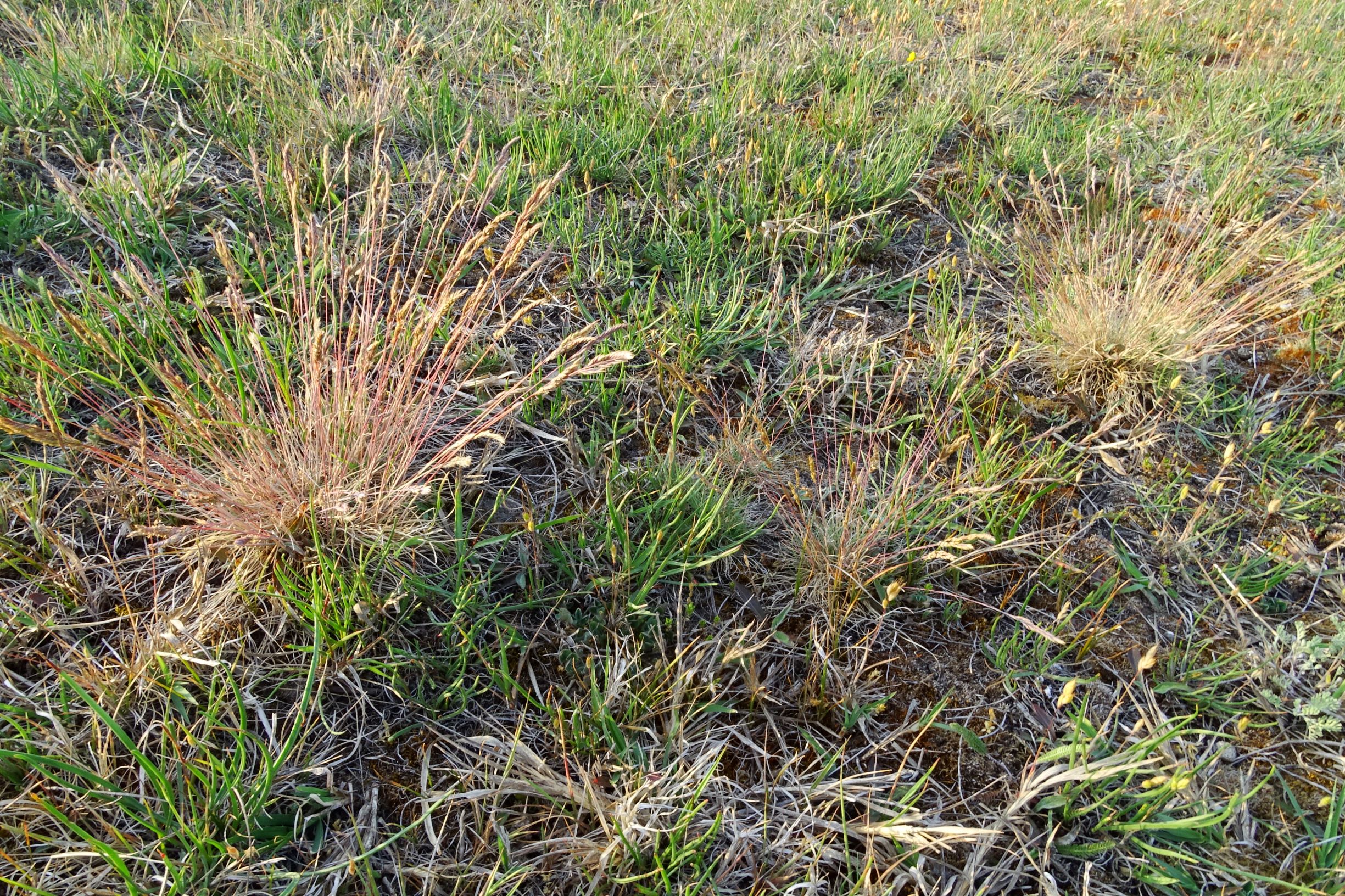 DSC06669 seewinkel lange lacke festuca cf. pseudovina.JPG