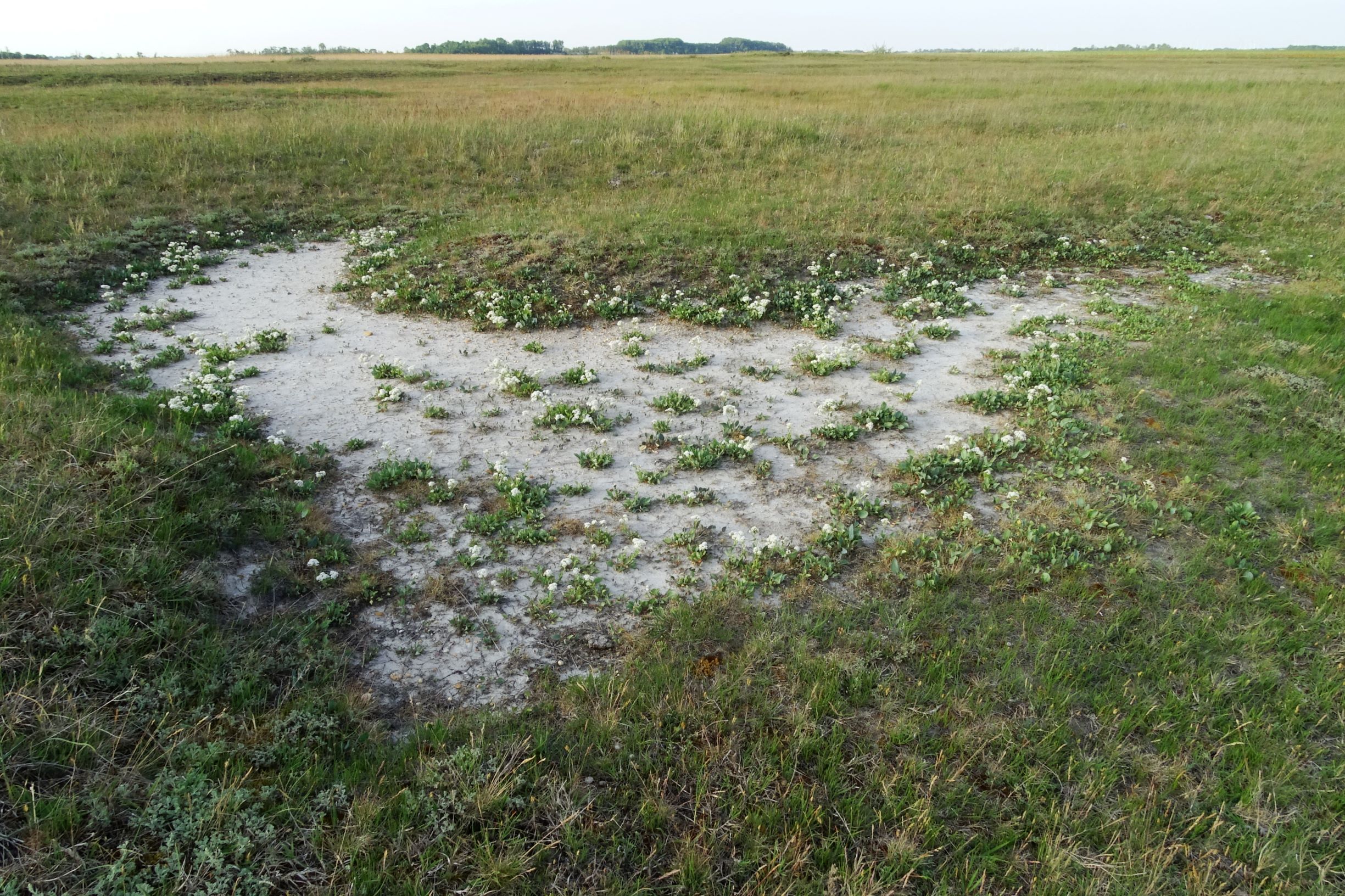 DSC06673 seewinkel lange lacke lepidium cartilagineum.JPG